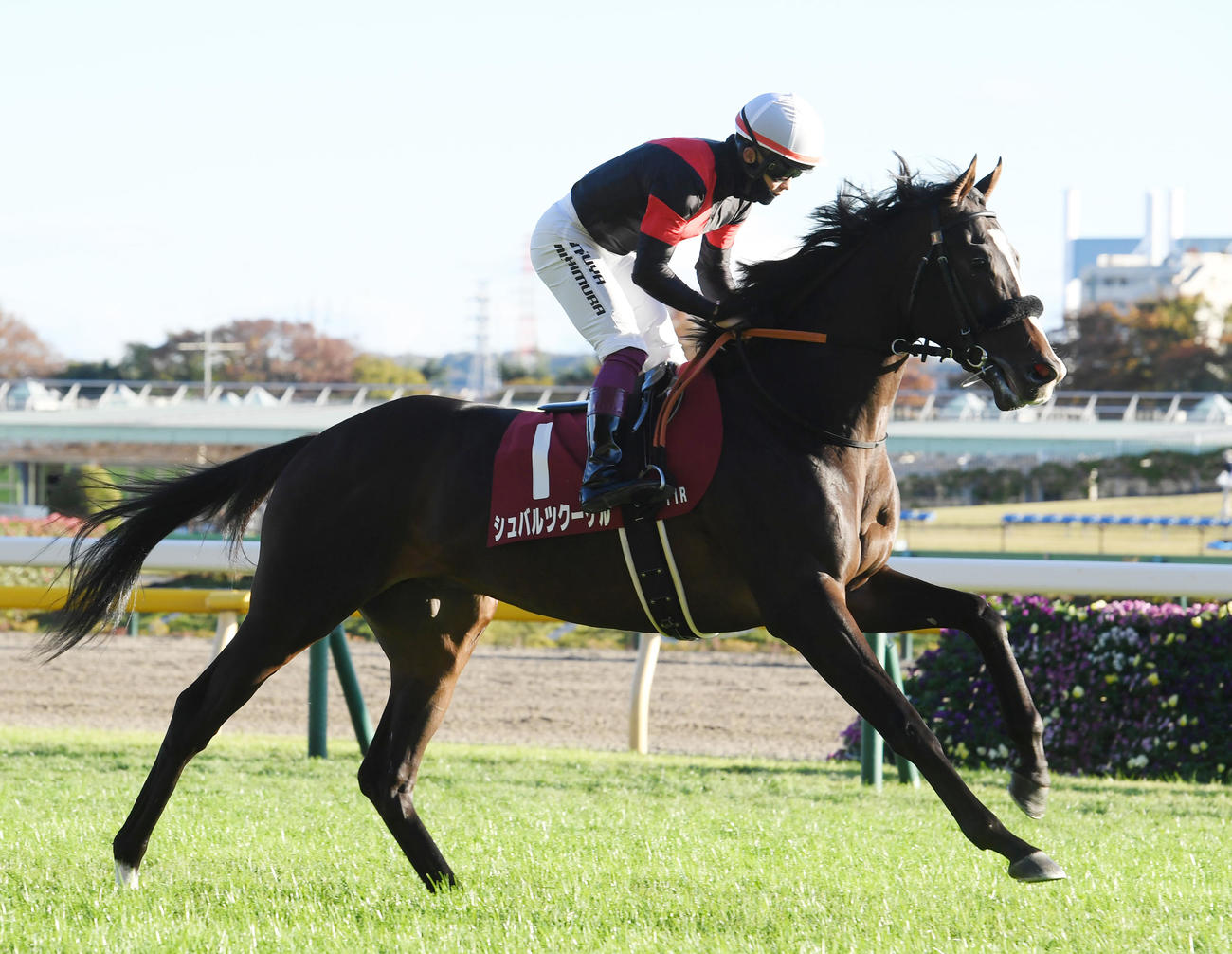 東京スポ杯2歳Sで2着のシュバルツクーゲルと西村淳騎手（撮影・柴田隆二）