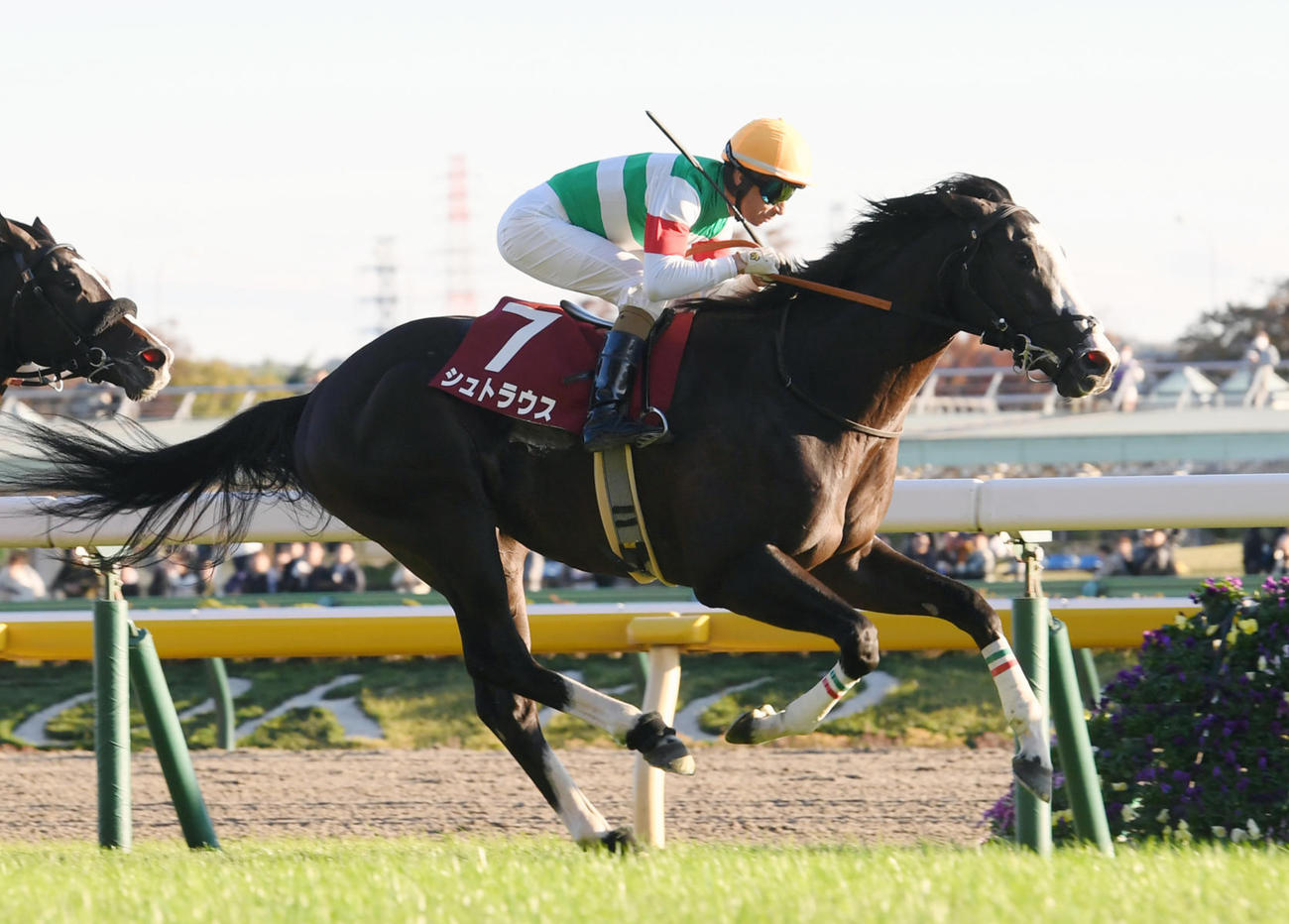 東京スポーツ杯2歳Sを制したシュトラウスとモレイラ騎手（撮影・柴田隆二）
