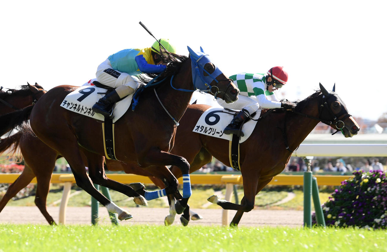 東京5R新馬戦を制したチャンネルトンネル（手前）、2着オタルグリーン（撮影・柴田隆二）
