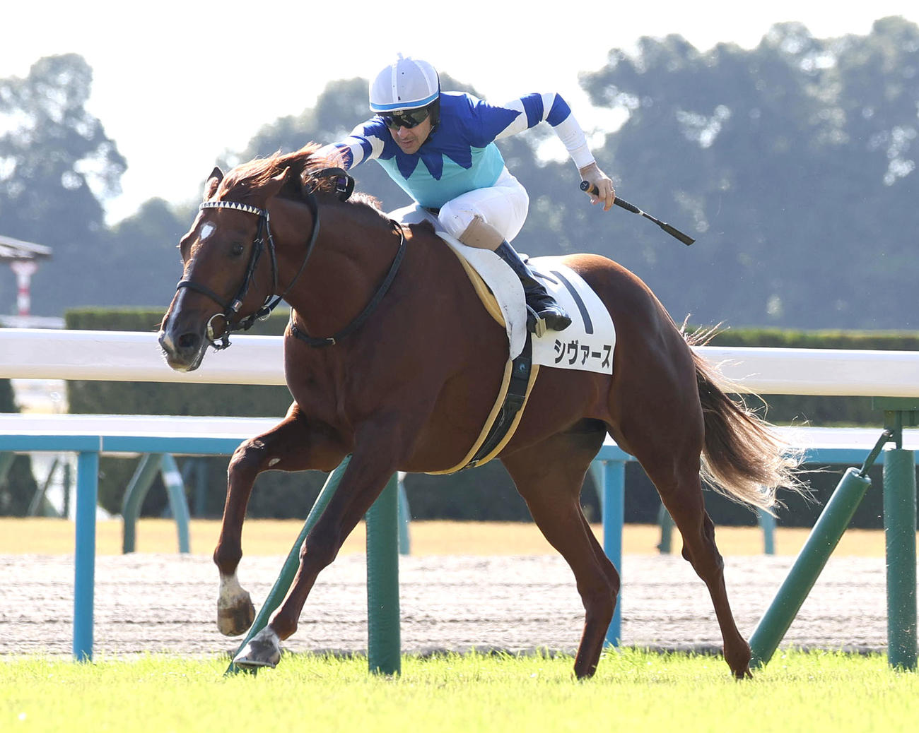 京都4R、直線抜け出して新馬戦を制したシヴァース（撮影・白石智彦）