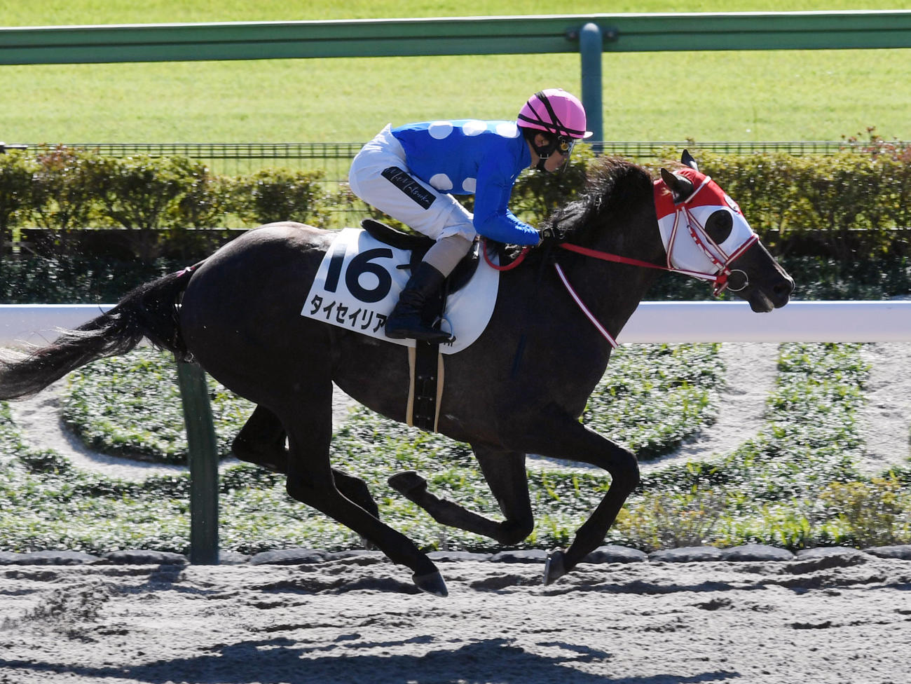 東京4R新馬戦を制したタイセイリアルと松岡騎手（撮影・柴田隆二）