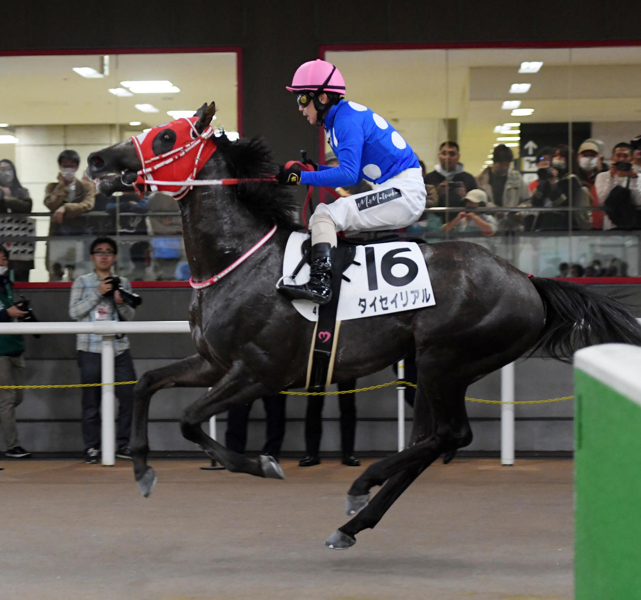 東京4R新馬戦を制したタイセイリアルと松岡騎手（撮影・柴田隆二）