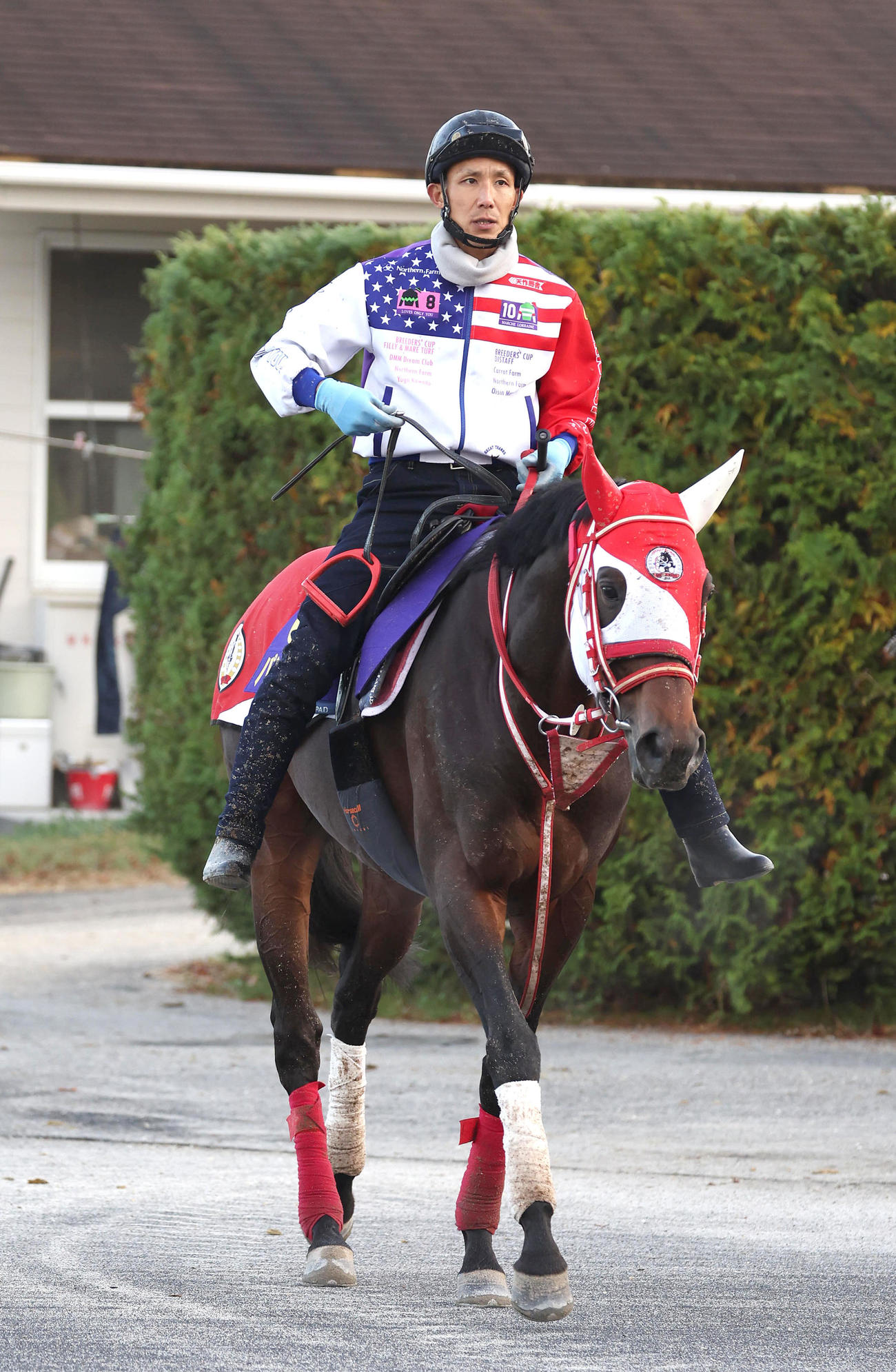 厩舎周りで運動するパンサラッサ（2023年11月15日撮影）