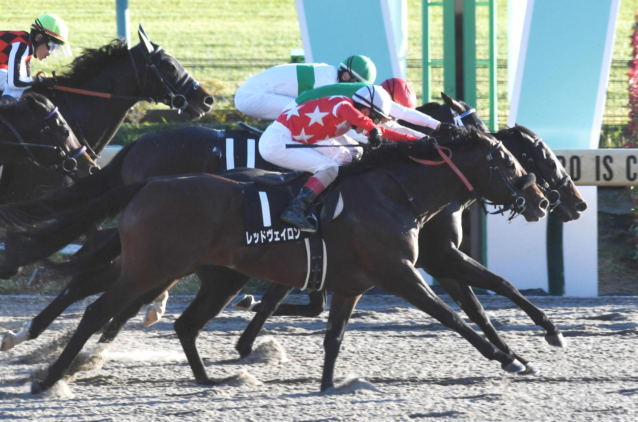 霜月Sを制したアルファマム（手前から2頭目）、手前は2着のレッドヴェイロン（撮影・柴田隆二）