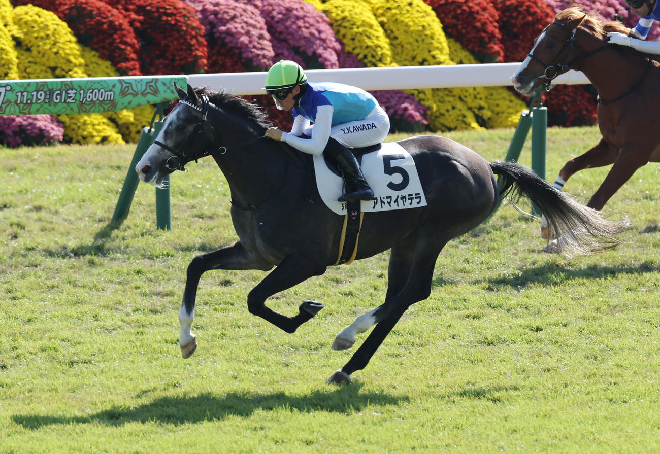 新馬戦を制したアドマイヤテラ（撮影・前田充）