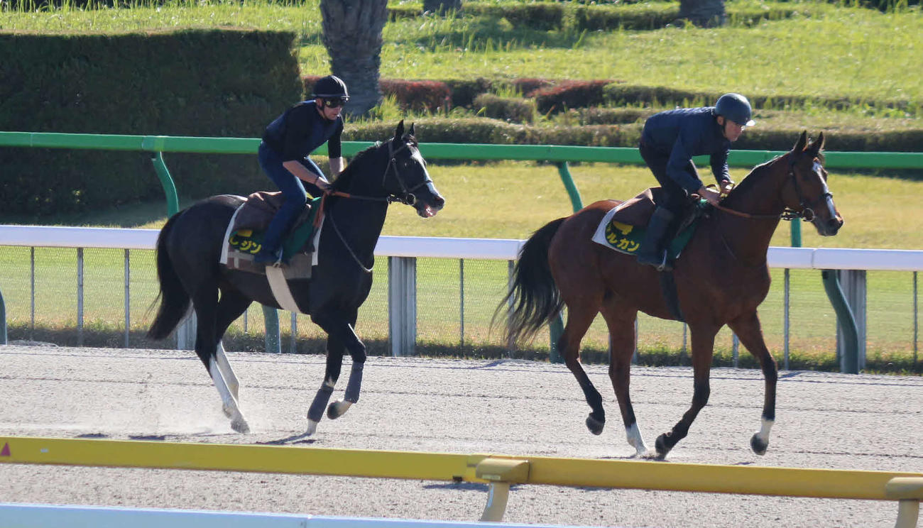 東京競馬場のダートコースで調整するイレジン（左）と帯同馬マルカン（撮影・木南友輔）