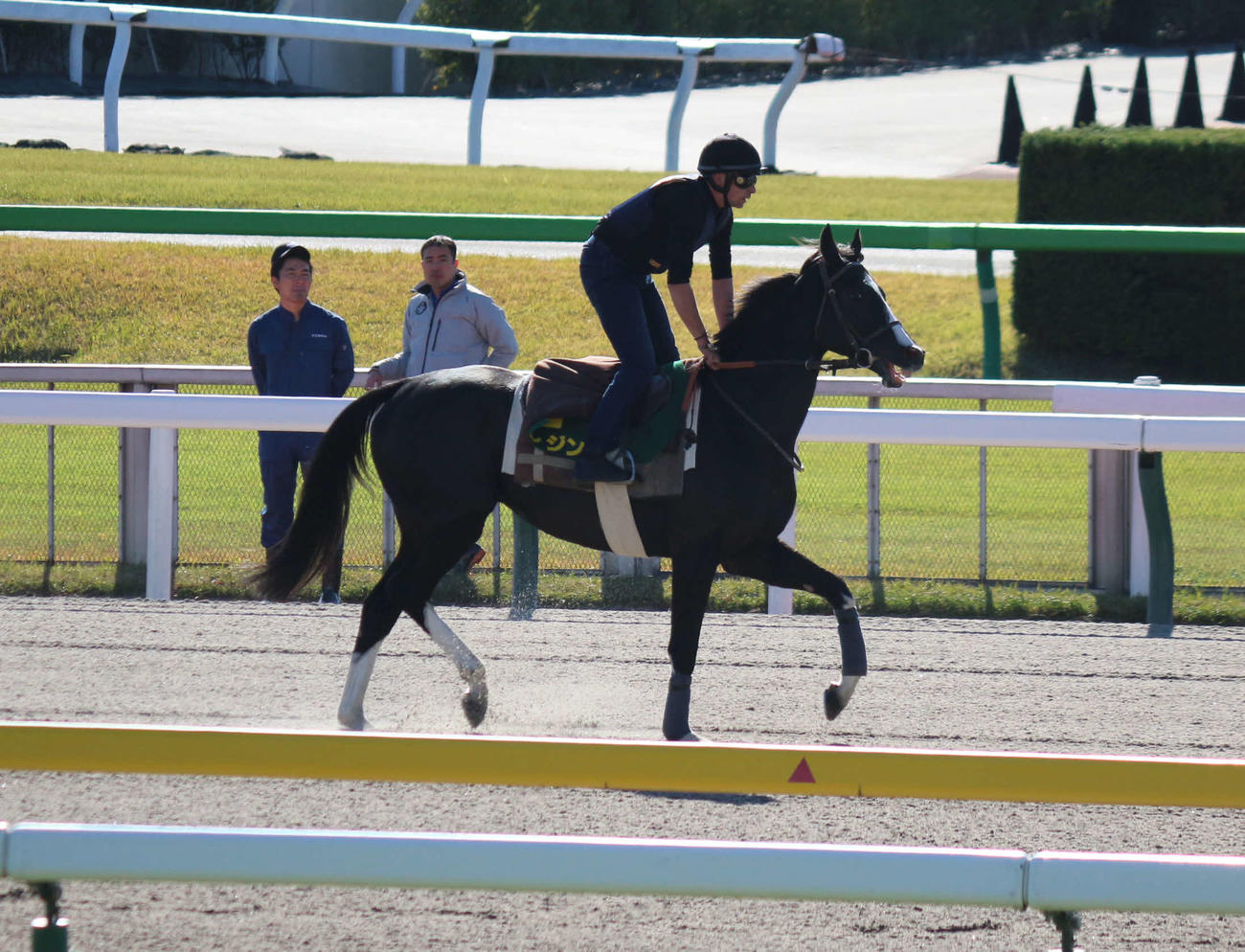 東京競馬場のダートコースで調整するイレジン（撮影・木南友輔）