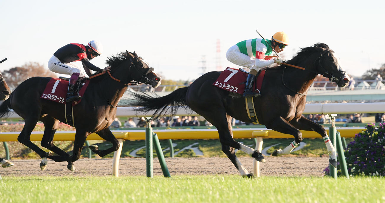 23年11月18日、東京スポーツ杯2歳Sを制したシュトラウス（右）