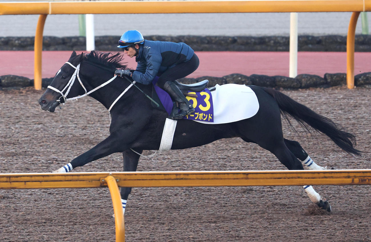和田竜騎手を背にCウッドを単走で追い切るディープボンド（撮影・白石智彦）