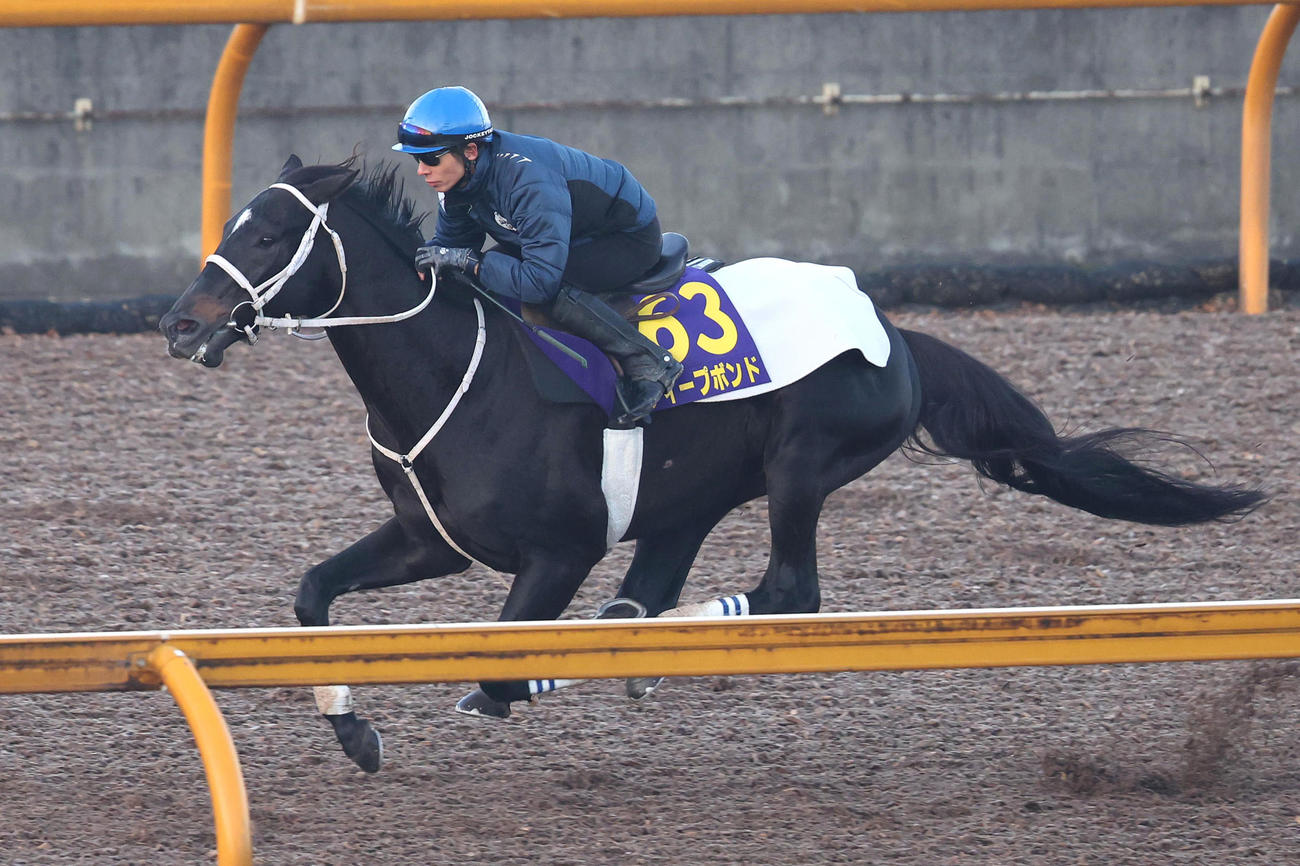 和田竜騎手を背にCウッドを単走で追い切るディープボンド（撮影・白石智彦）