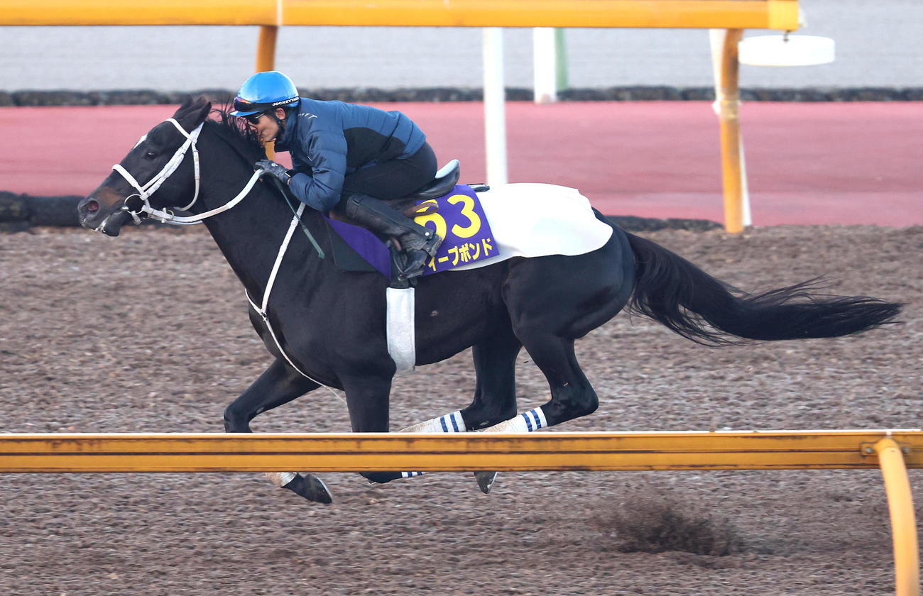 和田竜騎手を背にCウッドを単走で追い切るディープボンド（撮影・白石智彦）