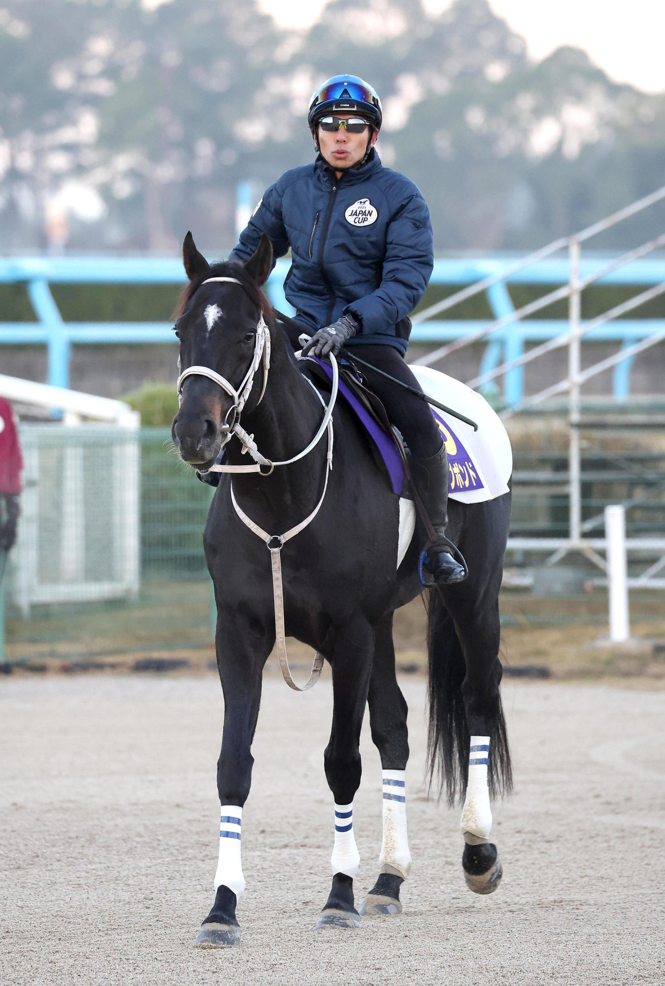和田竜騎手を背にスタンド前で運動するディープボンド（撮影・白石智彦）