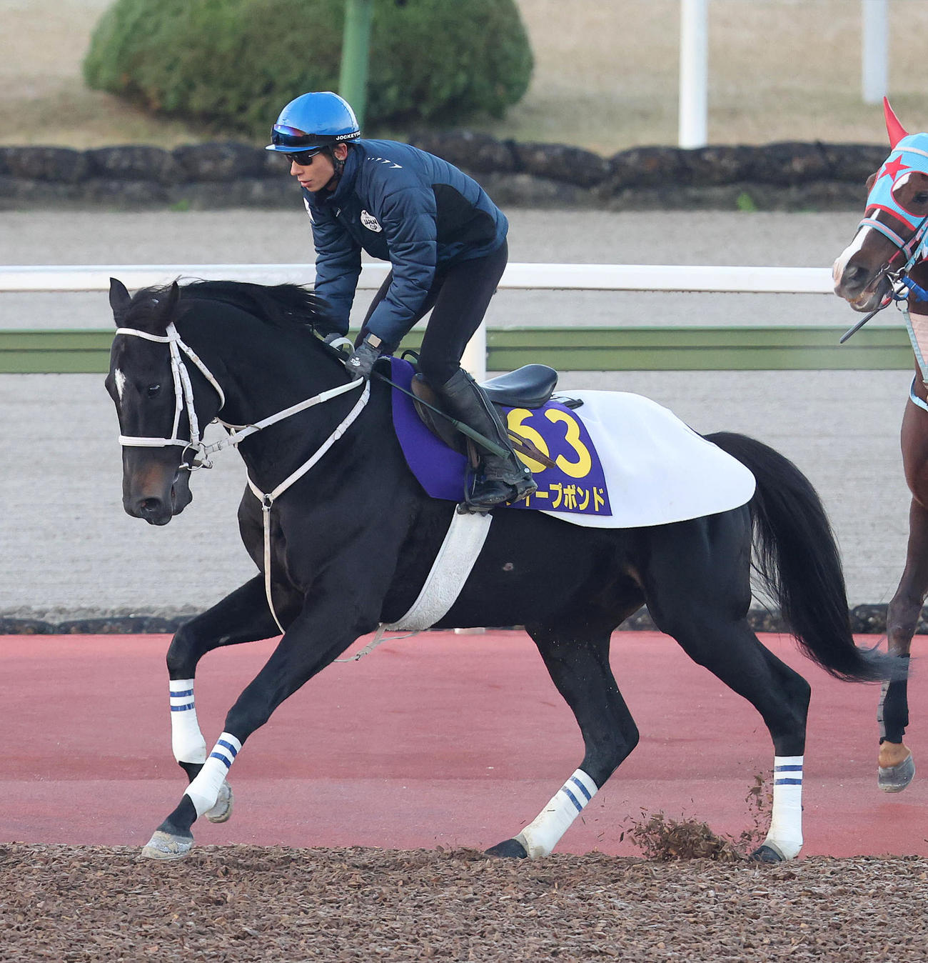 和田竜騎手を背に馬場入りするディープボンド（撮影・白石智彦）