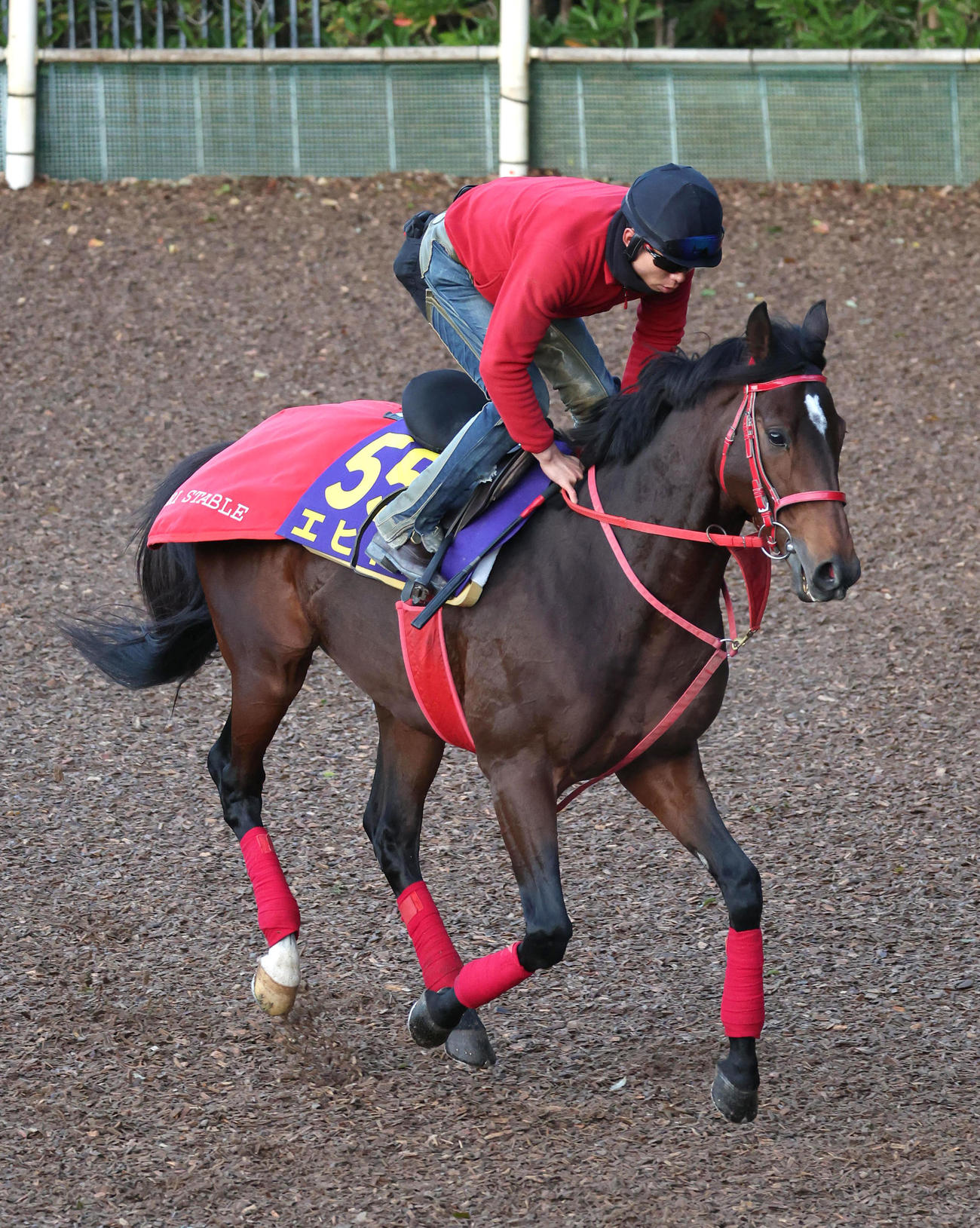 21日、坂路でキャンター調整するエヒト