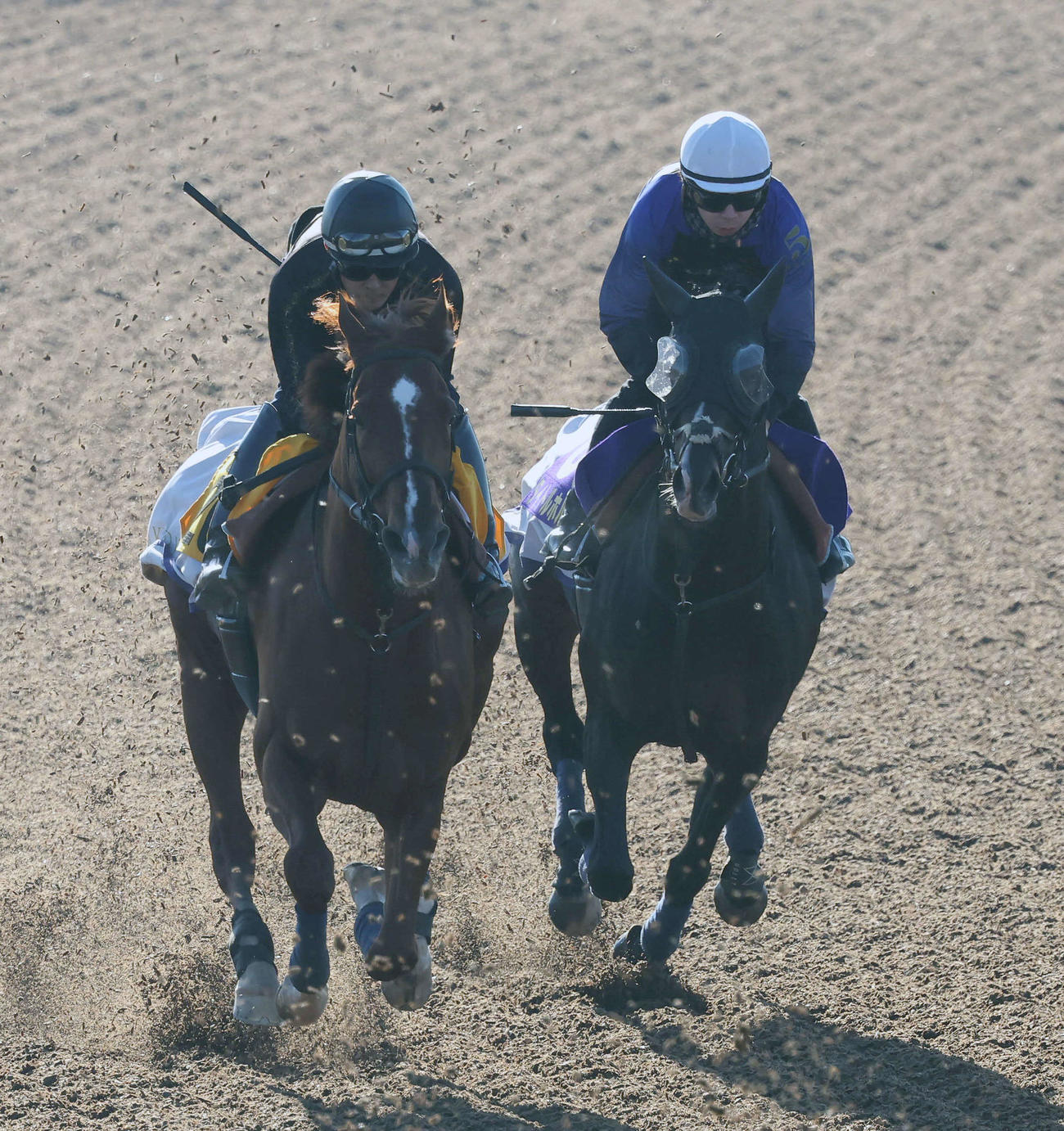 タイトルホルダー（右）は横山和騎手を背にメジャークロニクルと併せて追い切られた（撮影・丹羽敏通）