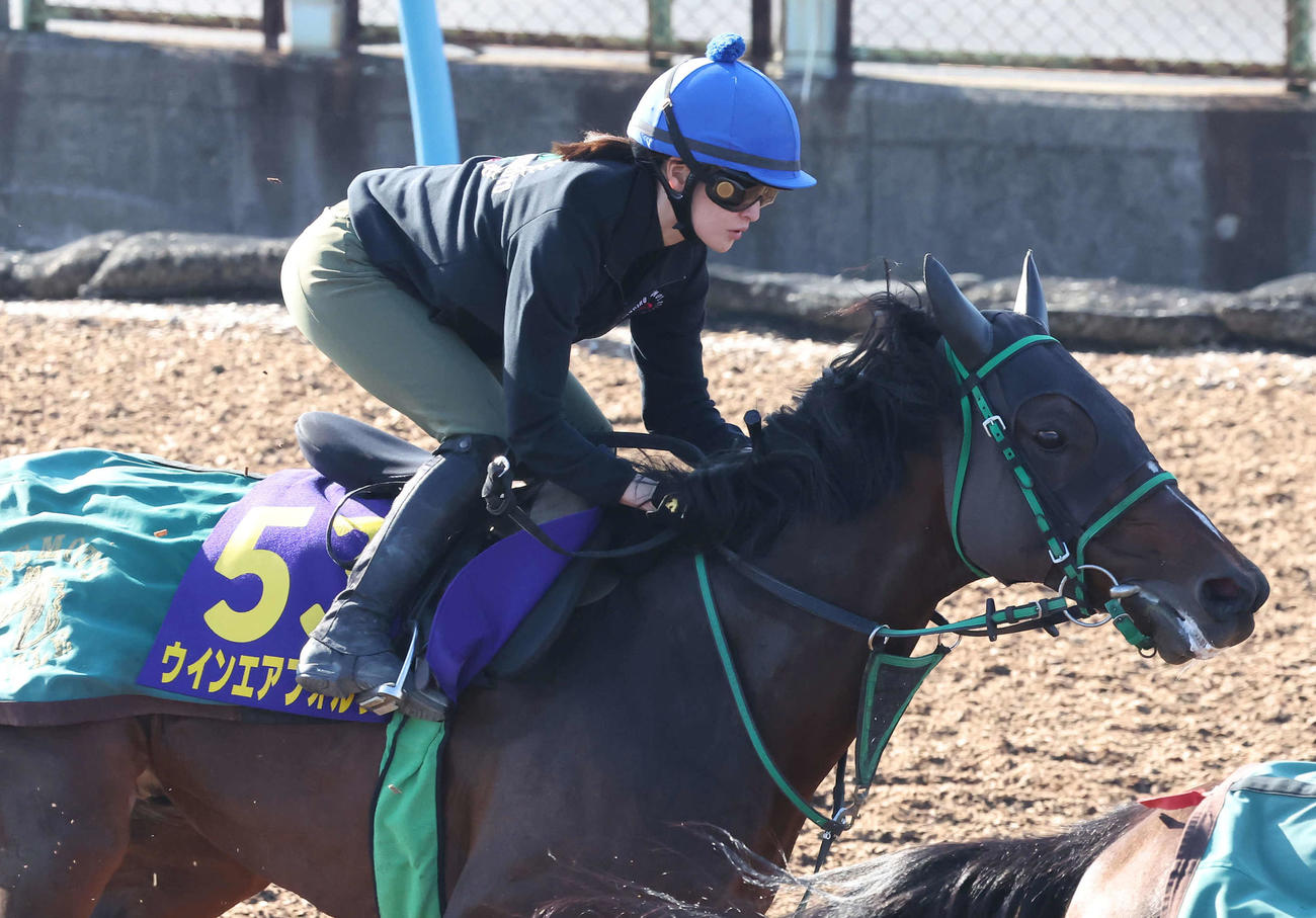 美浦ウッドでウインエアフォルクの追い切りを行った藤田騎手（撮影・丹羽敏通）