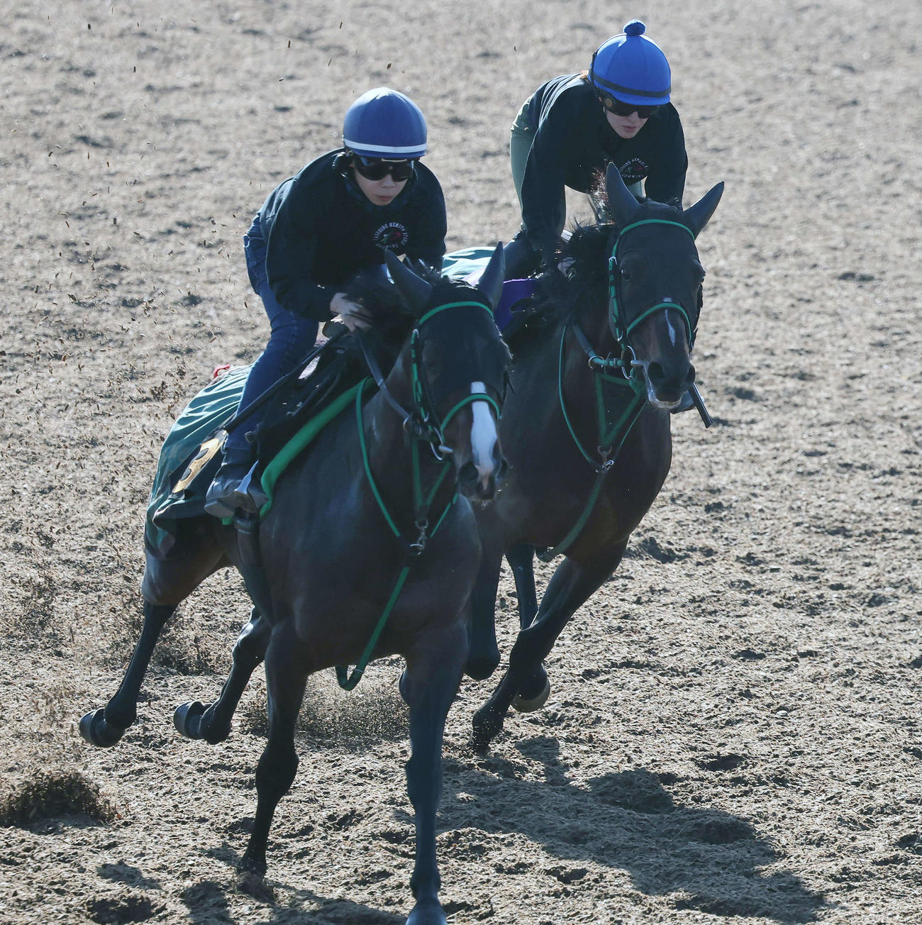 ウインエアフォルク（右）は藤田騎手を背に美浦ウッドでニシノコイゴコロと併せて追い切られた（撮影・丹羽敏通）
