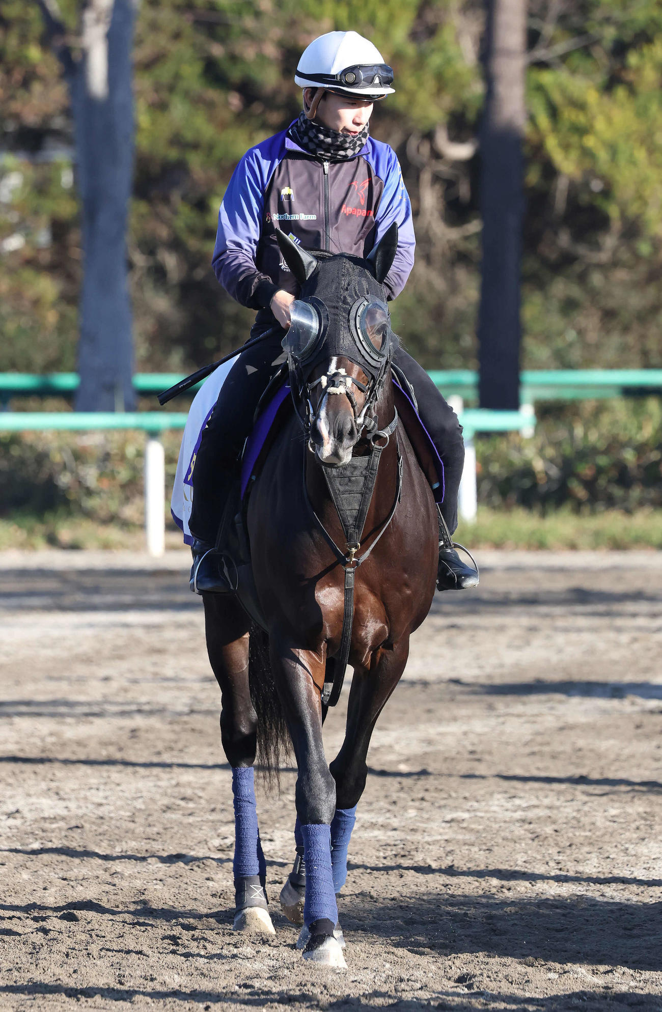 馬場へ向かうタイトルホルダーと横山和騎手（撮影・丹羽敏通）