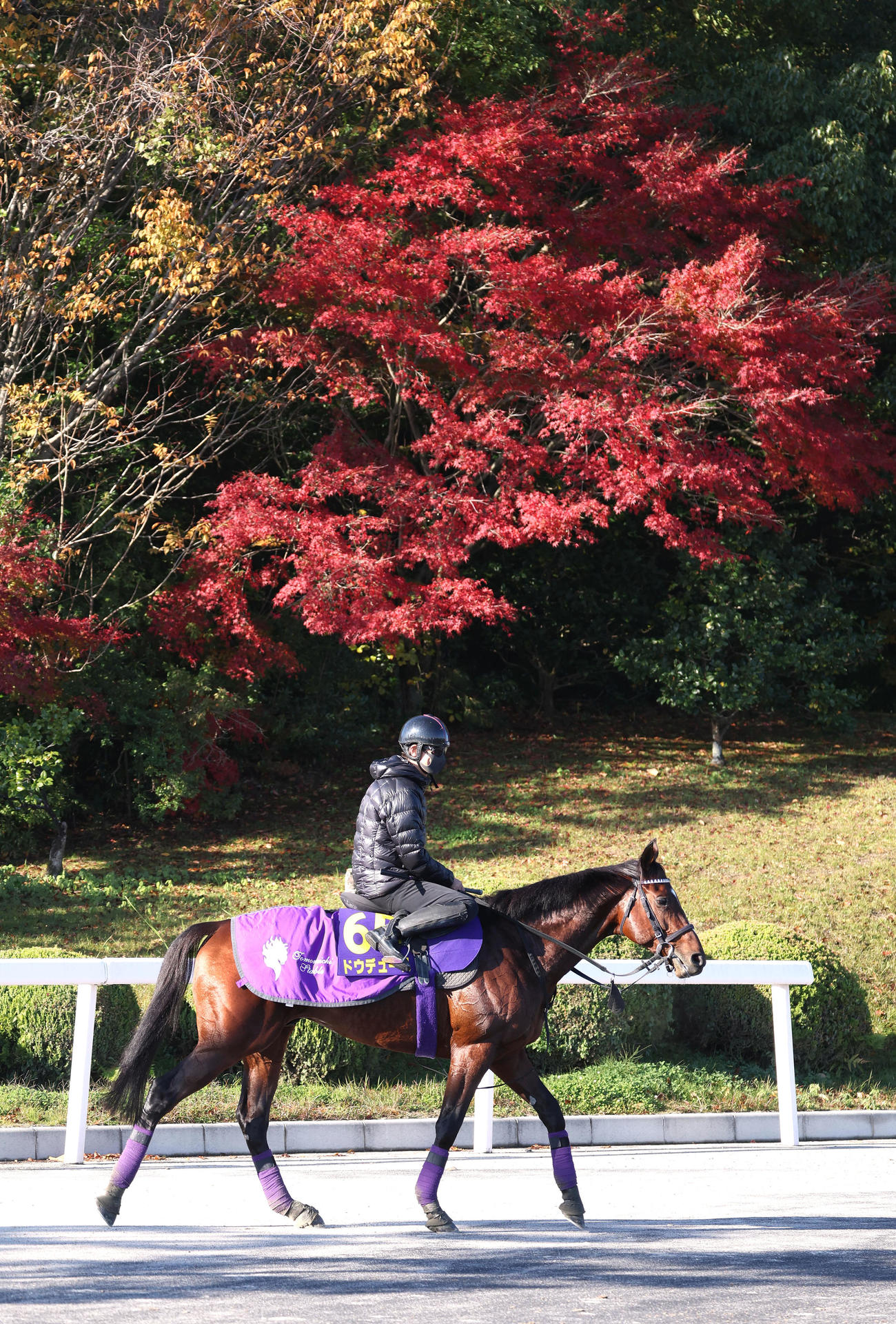 紅葉を背に調教から引き揚げるドウデュース（撮影・白石智彦）