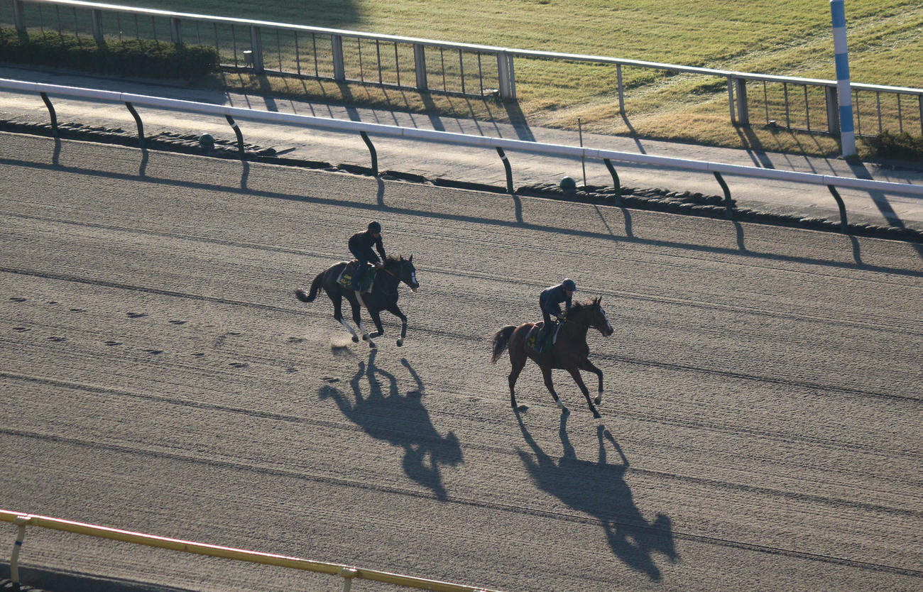 東京競馬場のダートコースで調整するイレジン（左）（撮影・木南友輔）