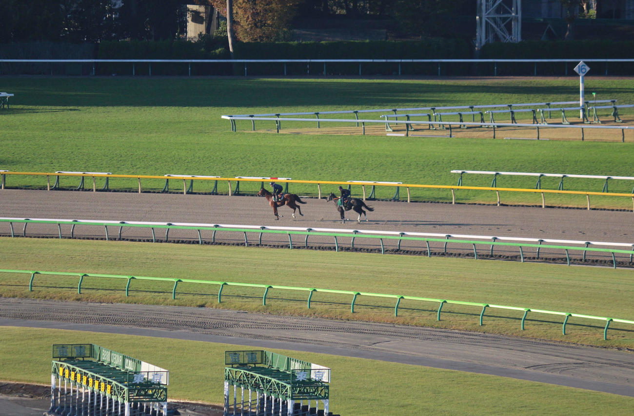 東京競馬場のダートコースで調整するイレジン（右）（撮影・木南友輔）