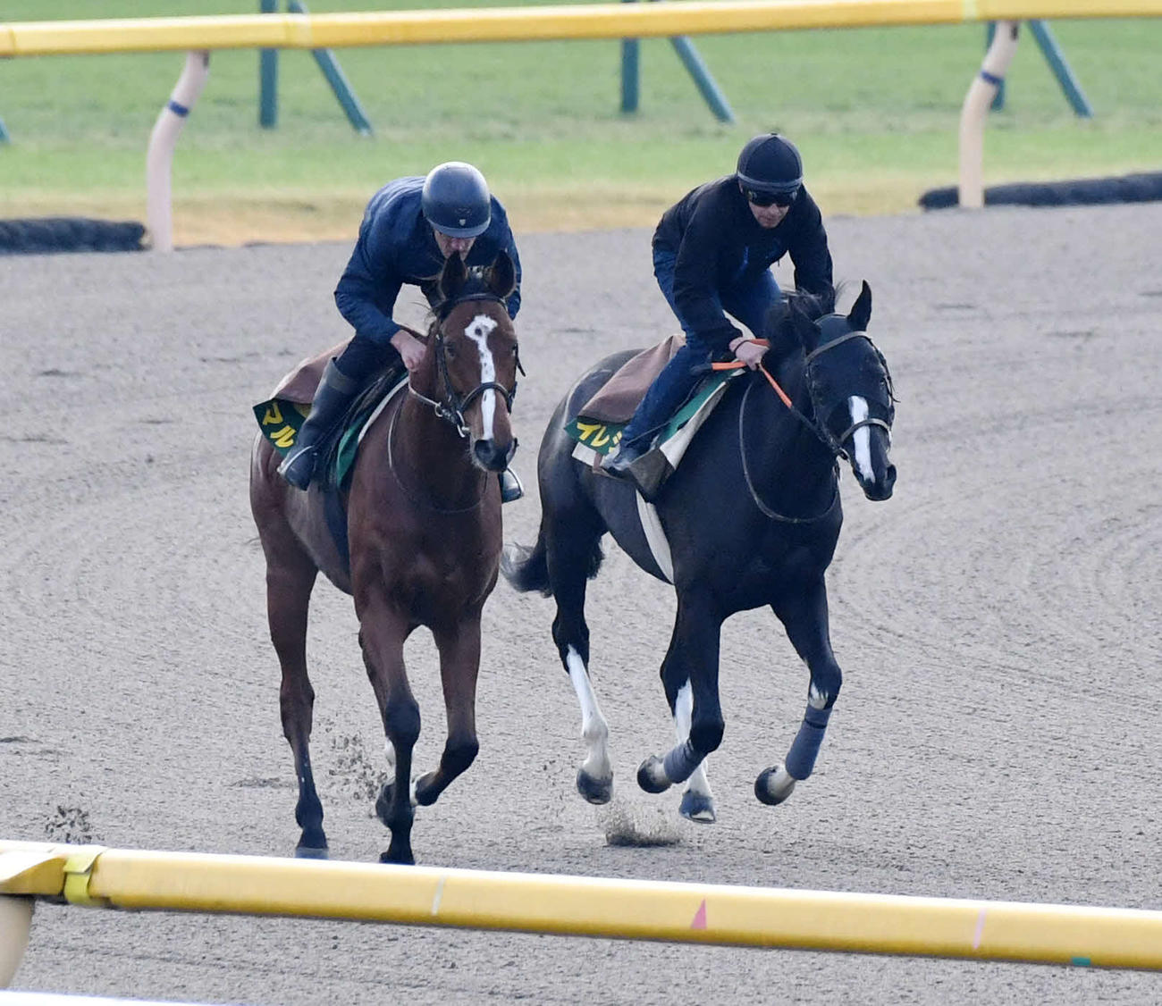 イレジン（右）は帯同馬マルカンと調整する（撮影・柴田隆二）