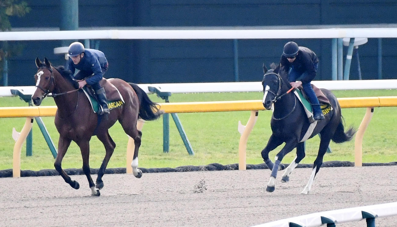 イレジン（右）は帯同馬マルカンと調整する（撮影・柴田隆二）