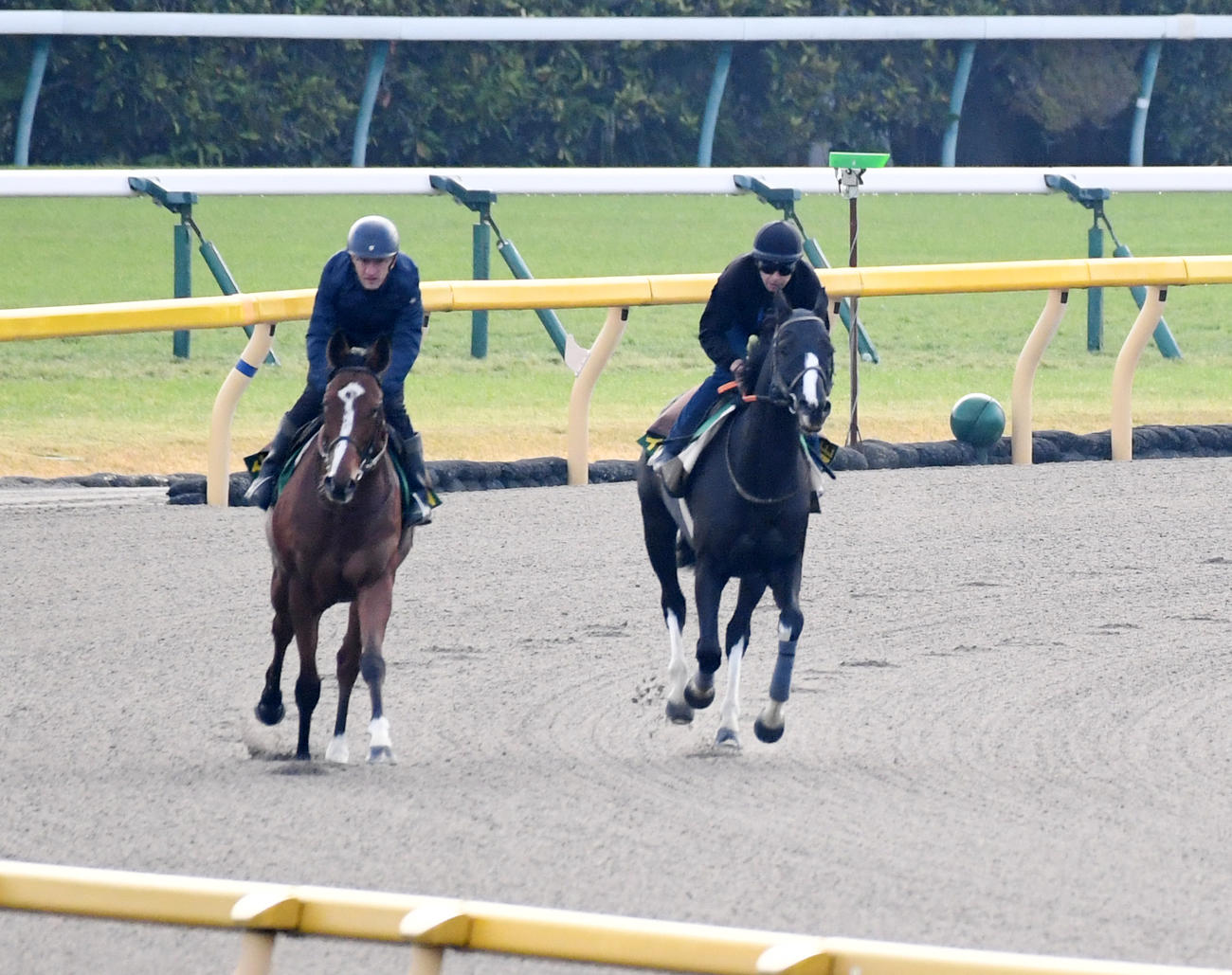 イレジン（右）は帯同馬マルカンと調整する（撮影・柴田隆二）