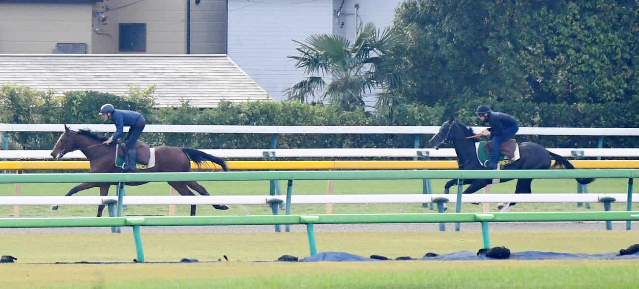 イレジン（右）は帯同馬マルカンと調整する（撮影・柴田隆二）