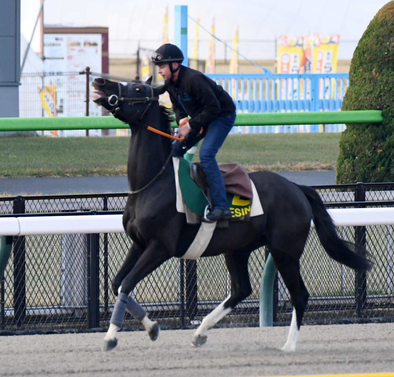 イレジンは帯同馬マルカンと調整を終えて引き揚げる（撮影・柴田隆二