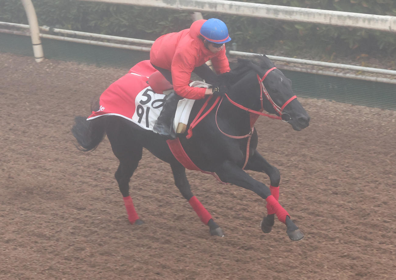 霧の中、坂路で追い切るグレイトゲイナー