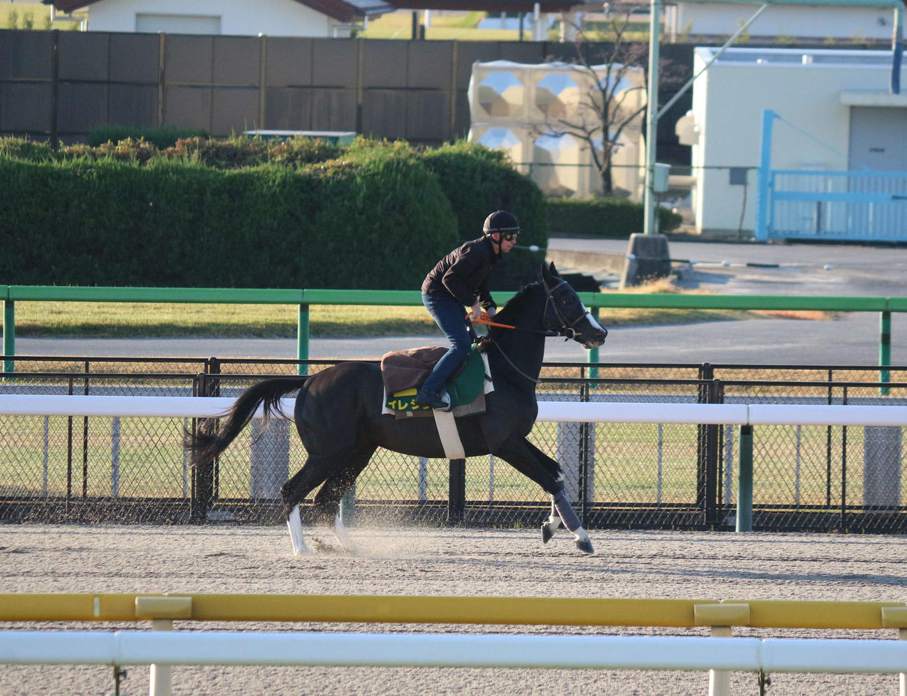 金曜朝、東京競馬場で調整するイレジン（撮影・木南友輔）