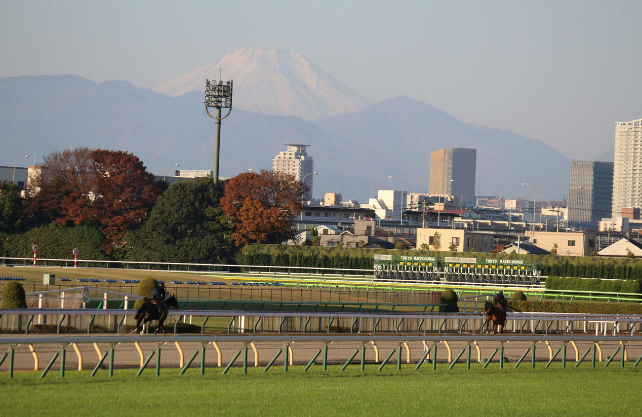 金曜朝、東京競馬場で調整するイレジン（左）（撮影・木南友輔）