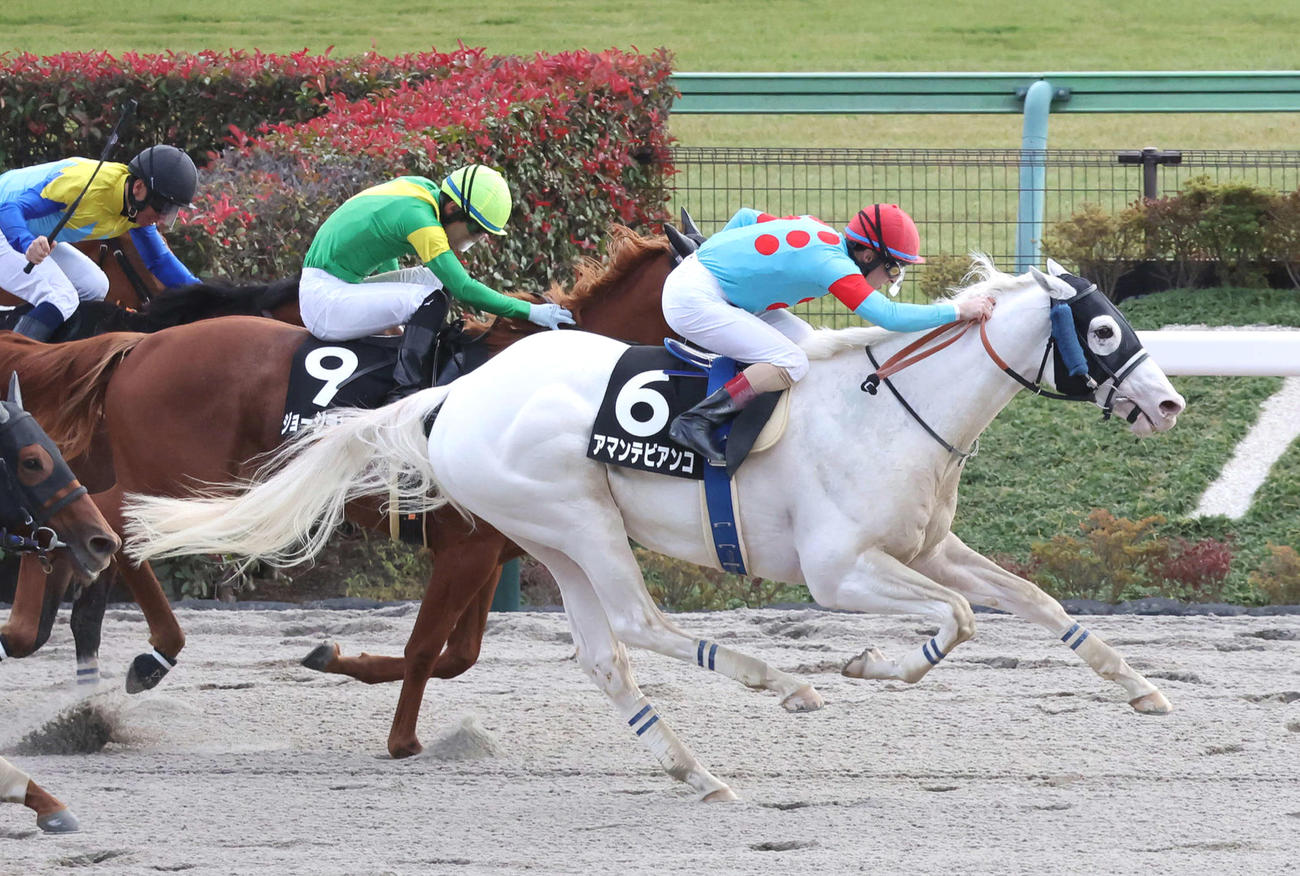 東京9R、カトレアSを制した白毛のアマンテビアンコとルメール騎手（撮影・丹羽敏通）