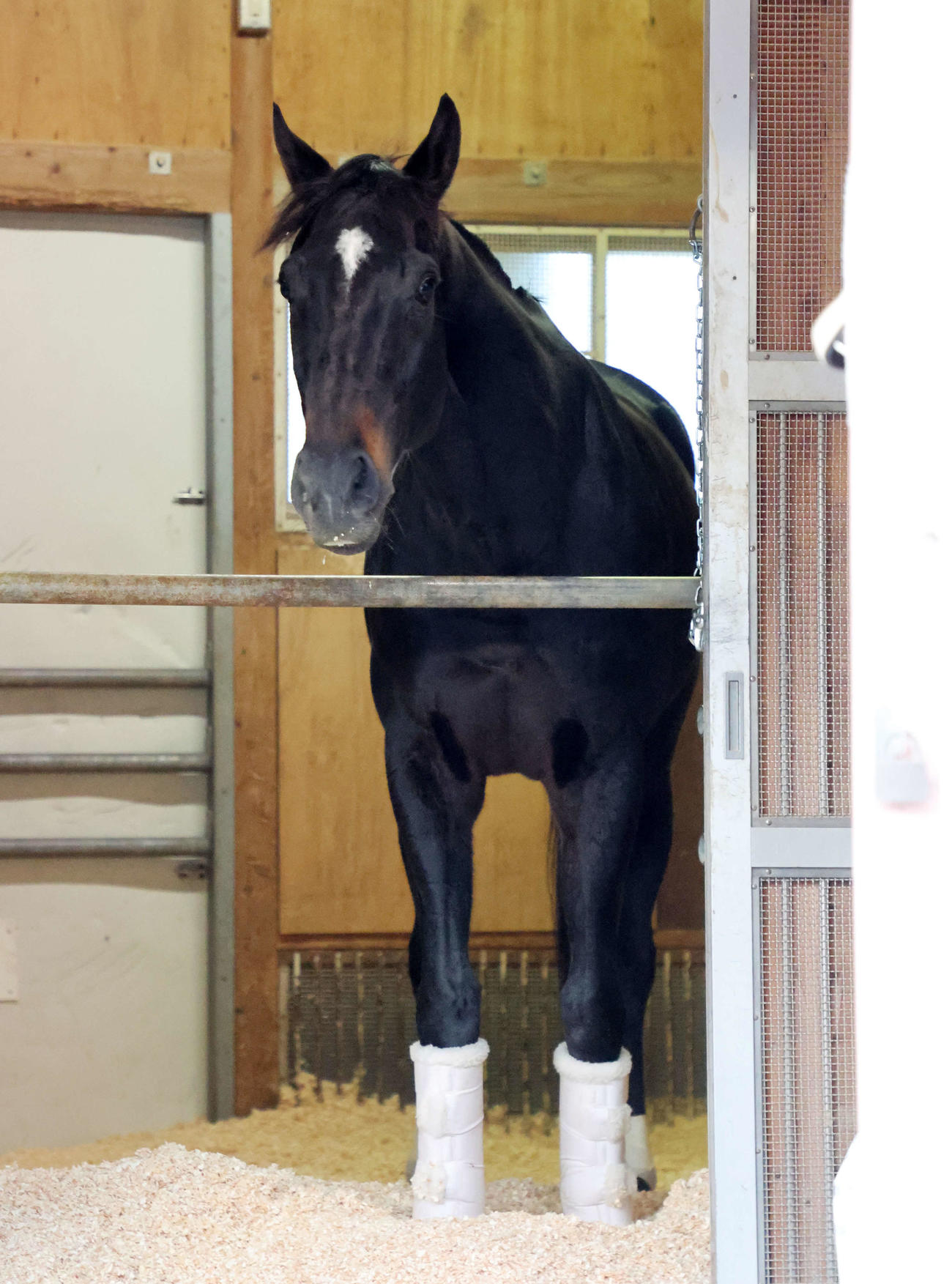 東京競馬場に到着し馬房でリラックスするディープボンド（撮影・鈴木正人）