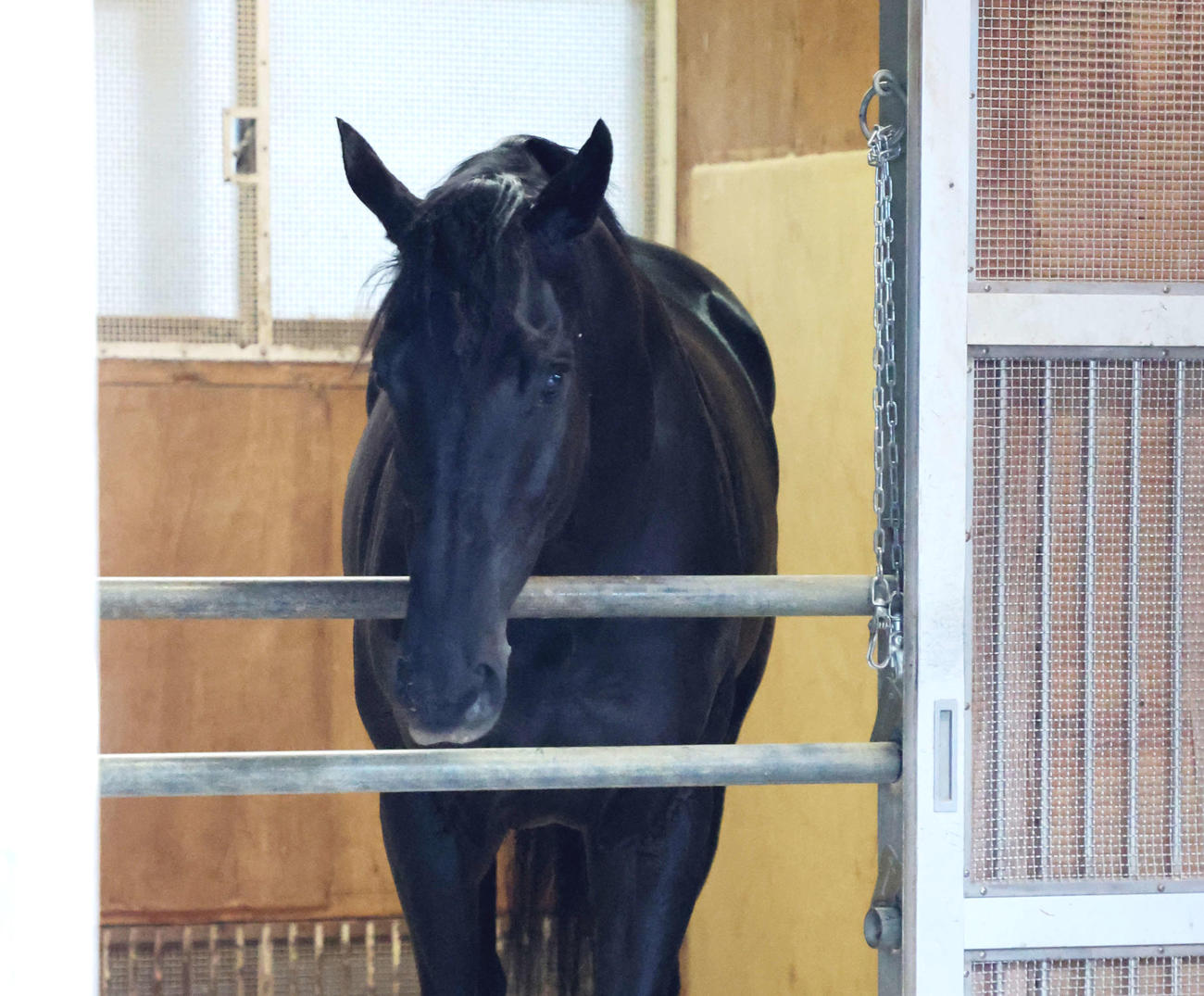東京競馬場に到着し馬房でリラックスするヴェラアズール（撮影・鈴木正人）