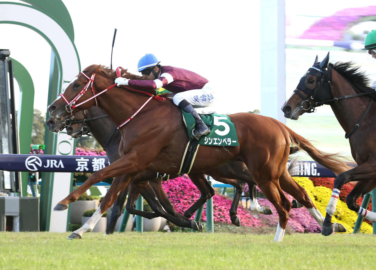 京都11R、ゴール前差し切って京都2歳Sを制したシンエンペラー（撮影・白石智彦）