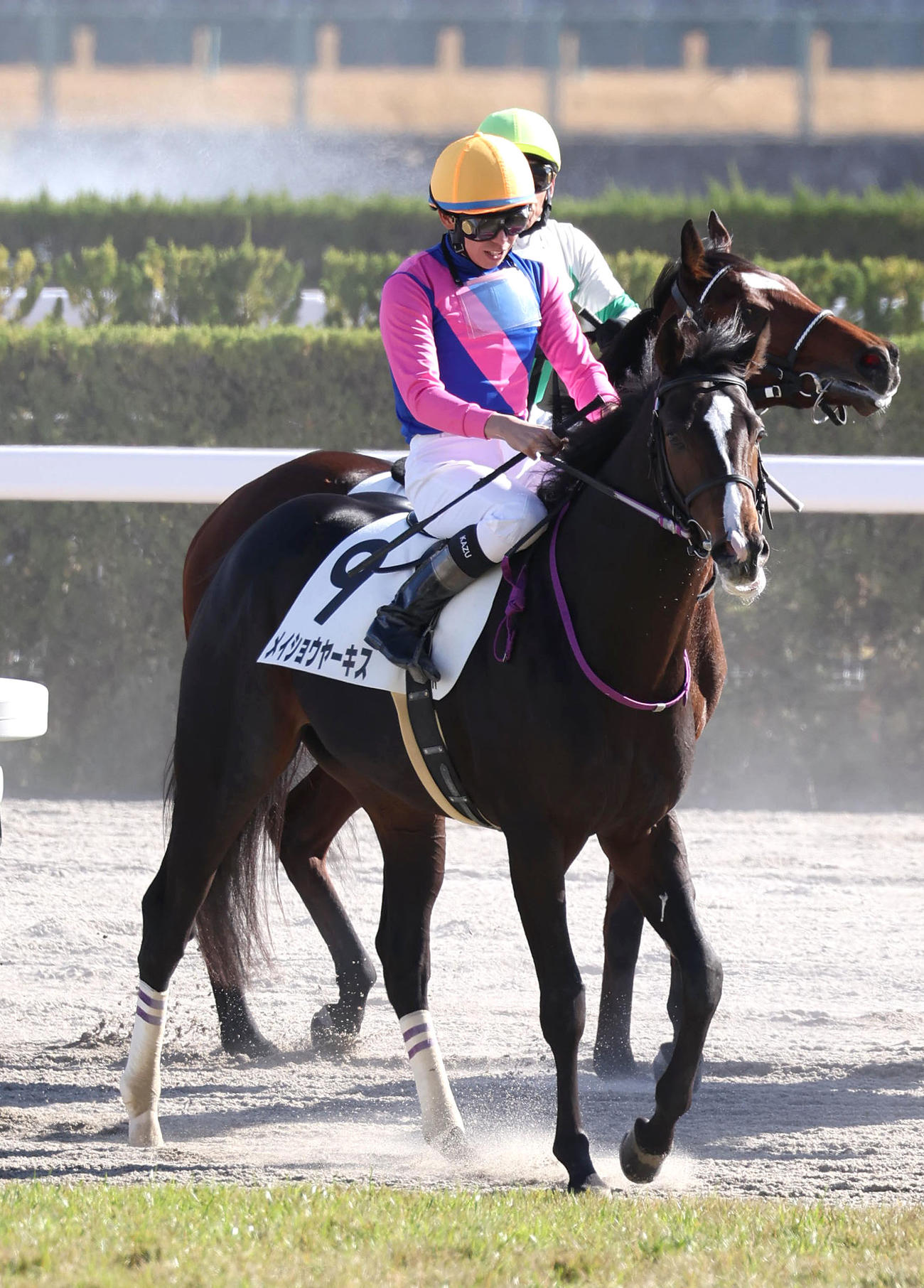 京都6R、新馬戦を制したメイショウヤーキス（撮影・白石智彦）
