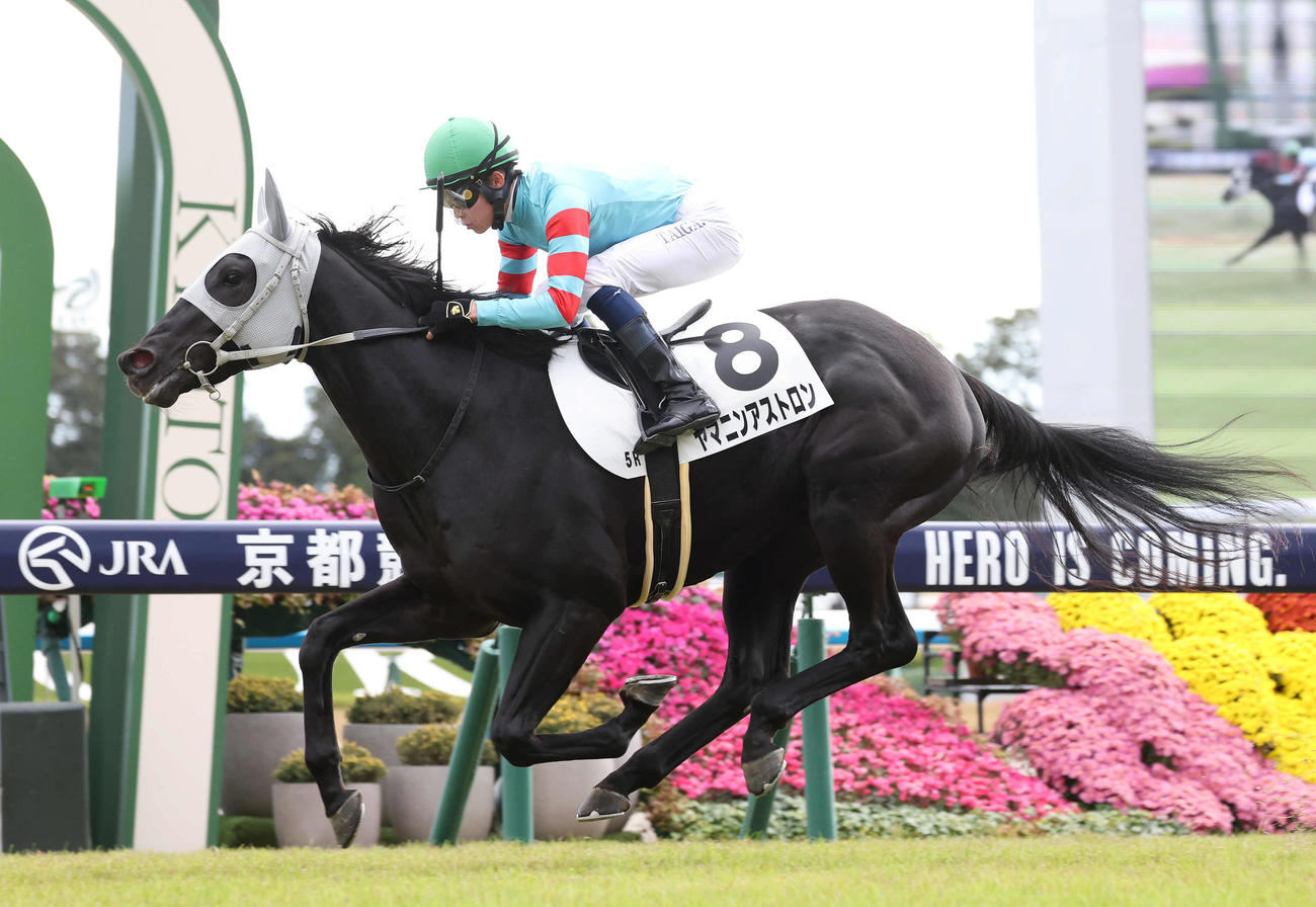京都5R、直線抜け出して新馬戦を制したヤマニンアストロン（撮影・白石智彦）
