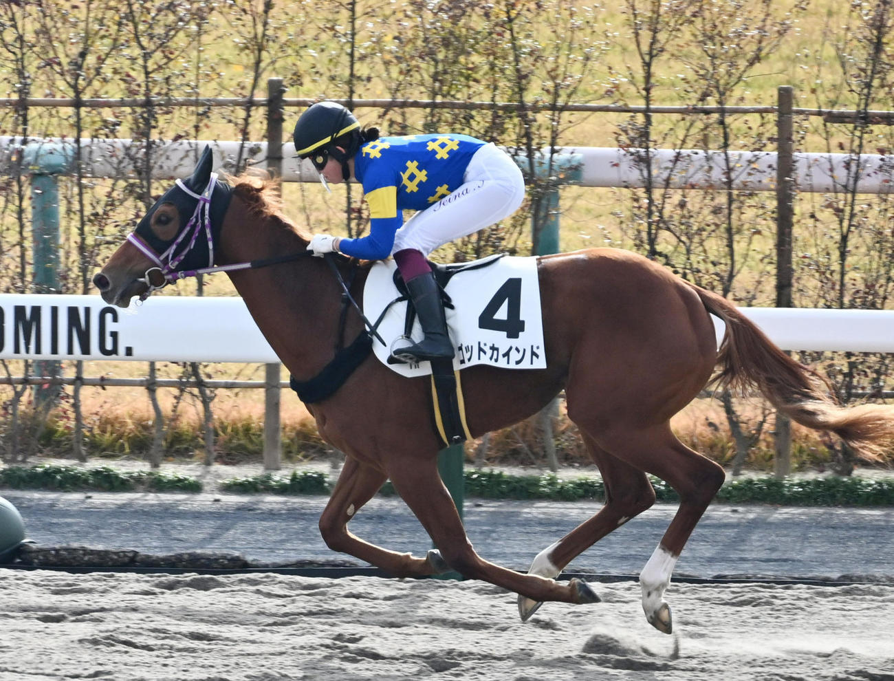 京都1Rを勝利したゴッドカインドと今村騎手（撮影・清水貴仁）