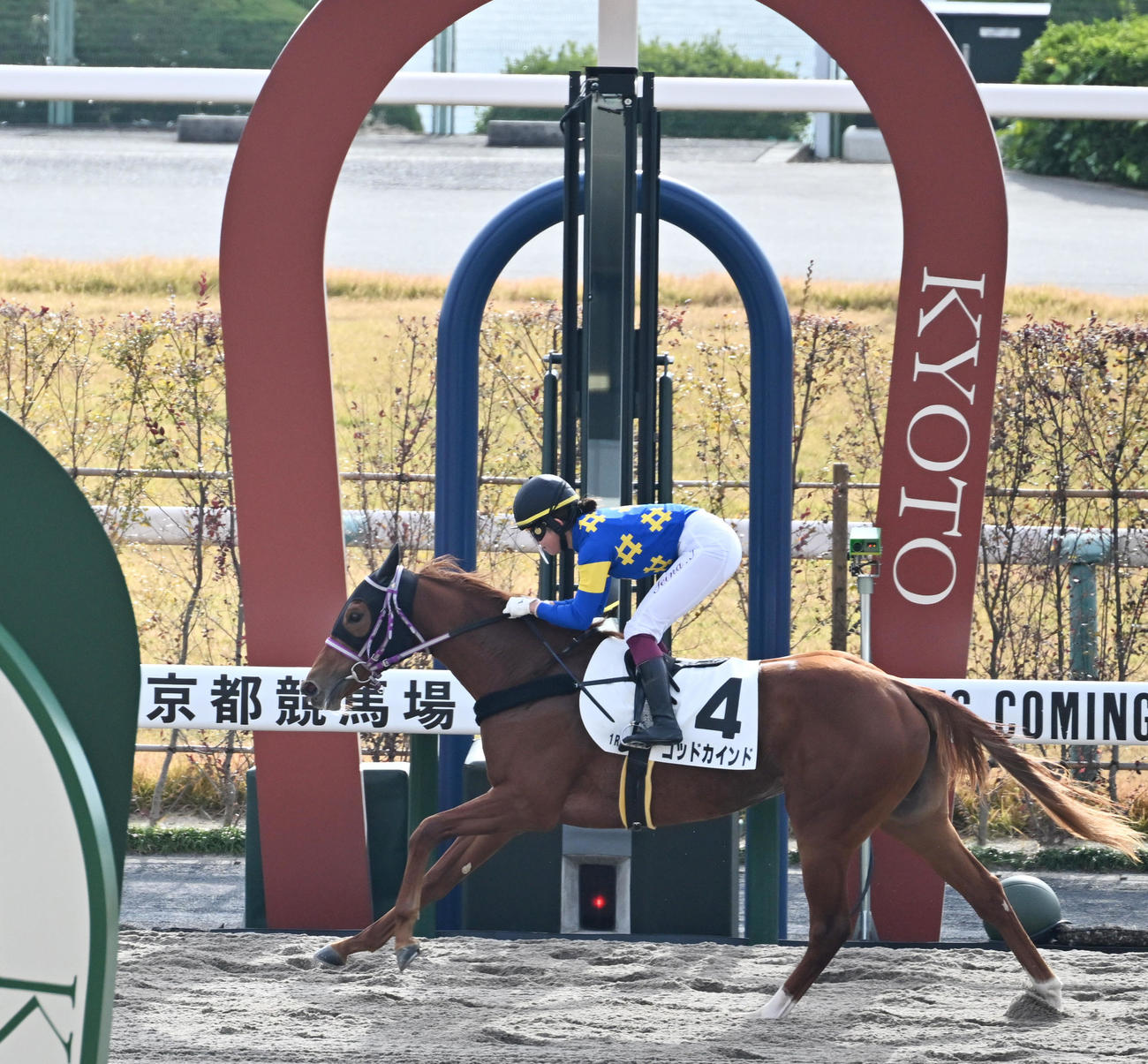 京都1Rを勝利したゴッドカインドと今村騎手（撮影・清水貴仁）