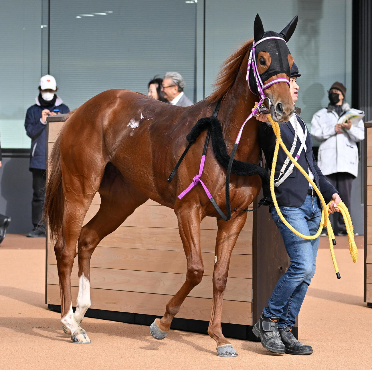 京都1Rを勝利したゴッドカインド（撮影・清水貴仁）