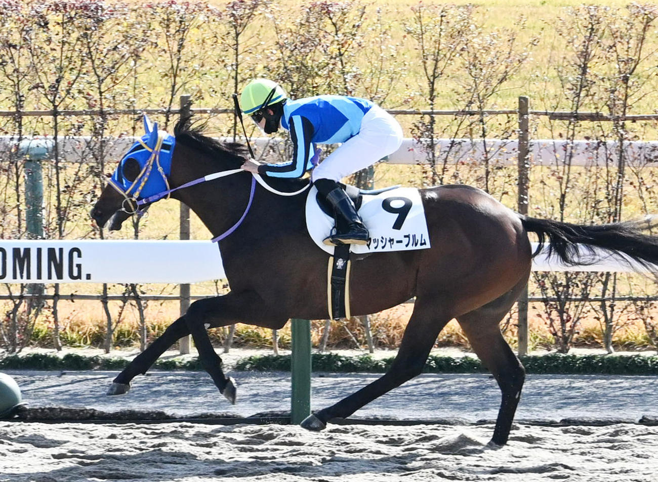 京都4R新馬戦を制したマッシャーブルムと松山騎手（撮影・清水貴仁）