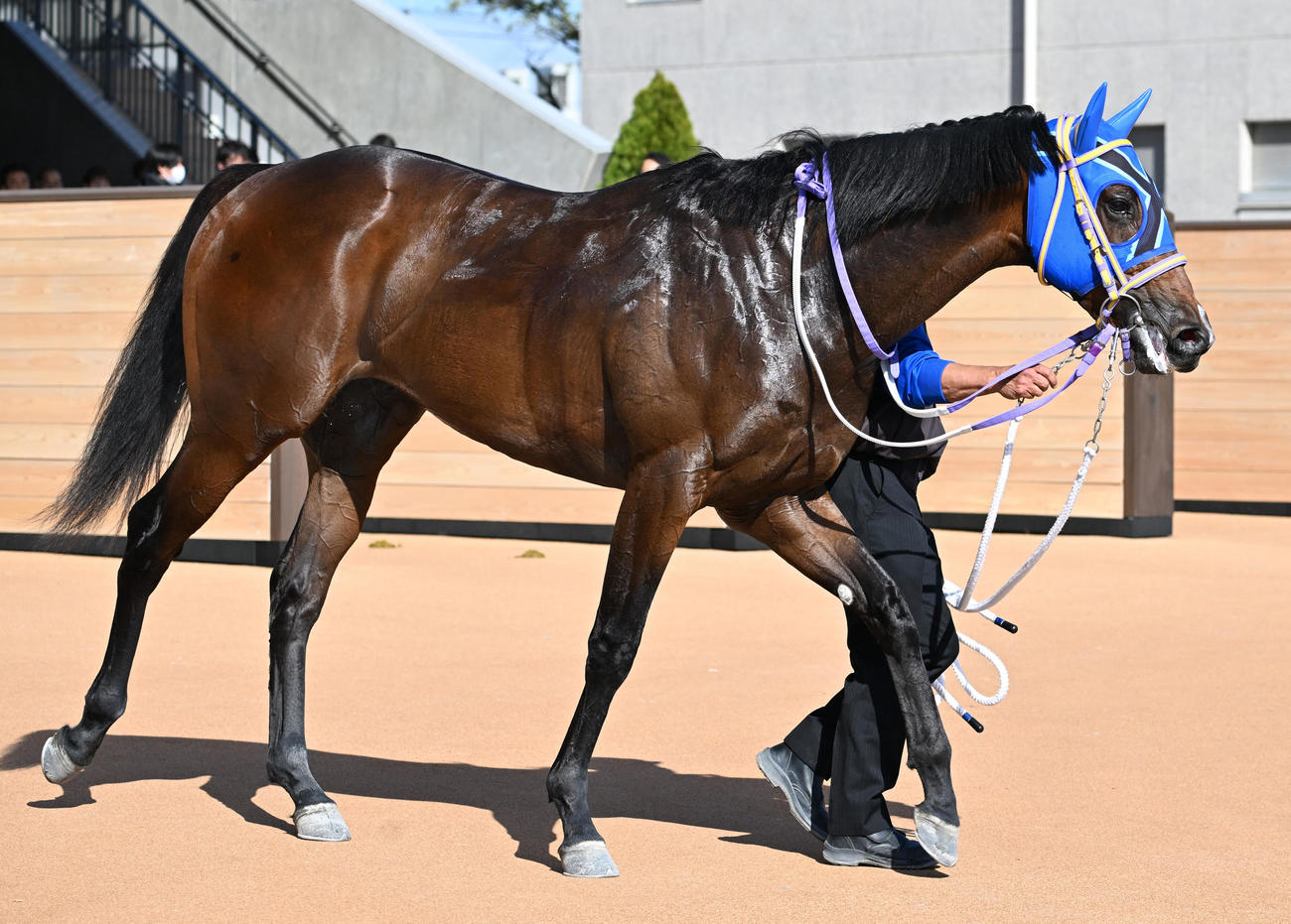 京都4R新馬戦を制したマッシャーブルムと松山騎手（撮影・清水貴仁）