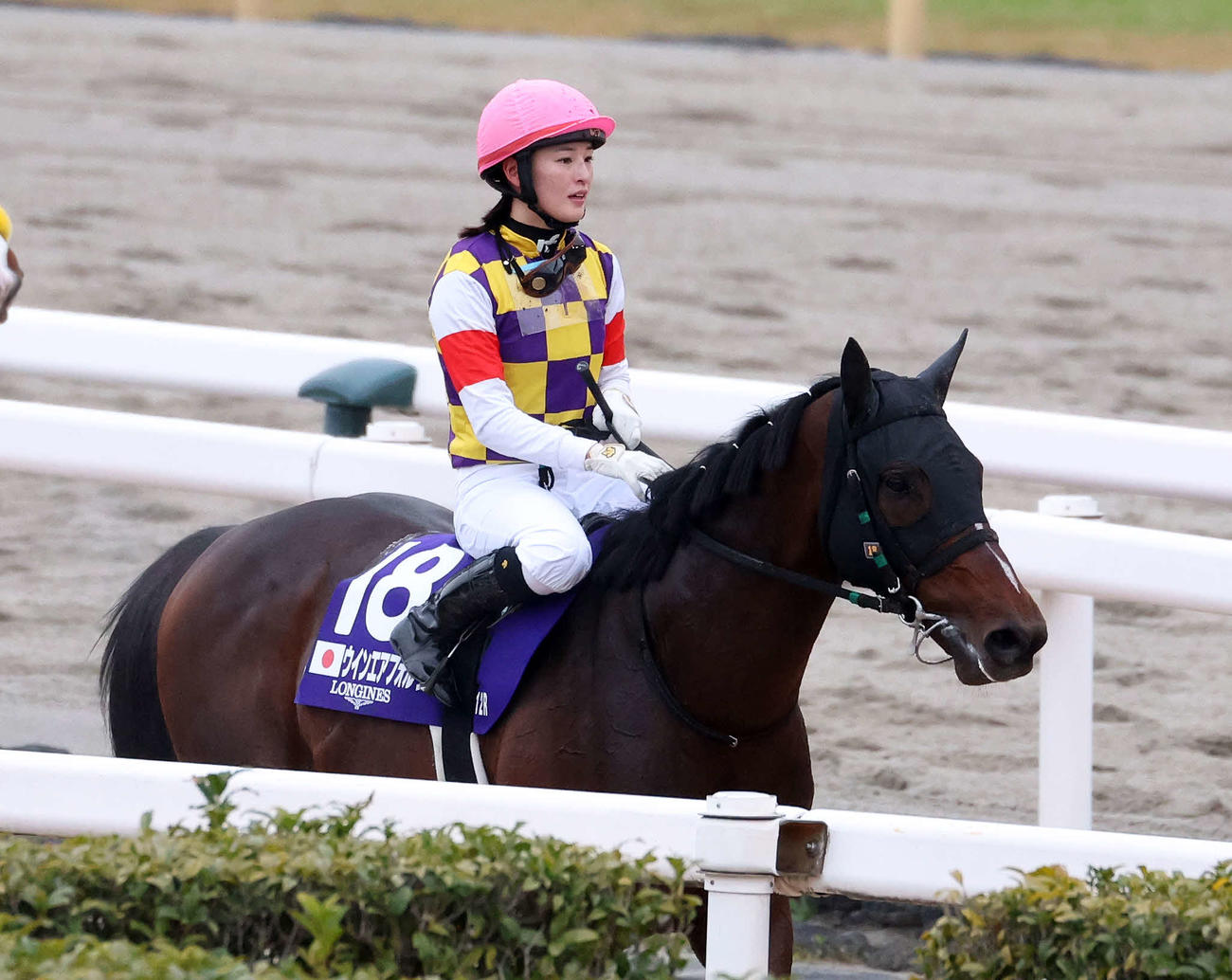 15着のウインエアフォルクと藤田菜七子騎手（撮影・鈴木正人）