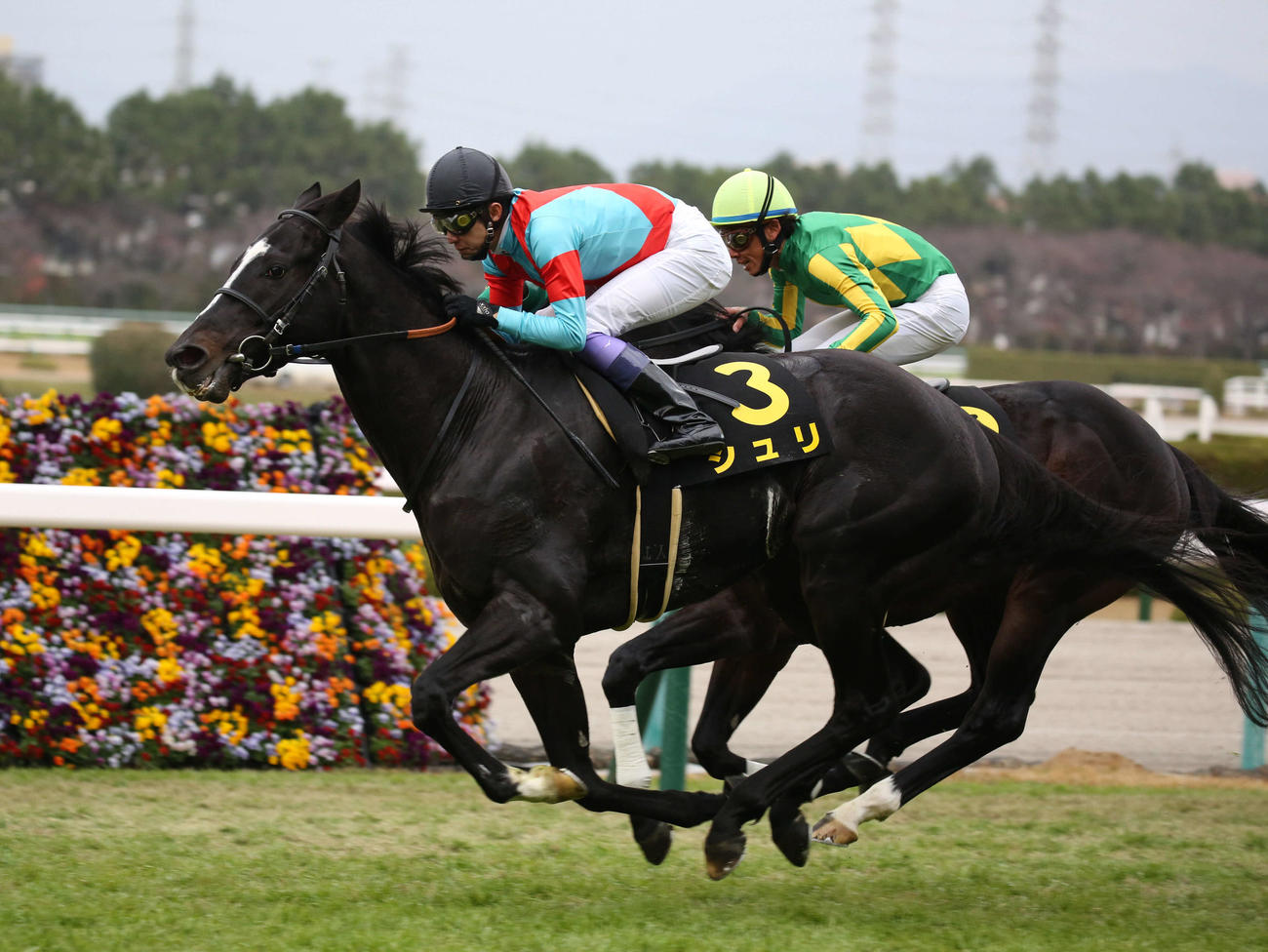 20年リゲルS　直線抜け出し快勝した1着シュリ（2020年12月12日撮影）