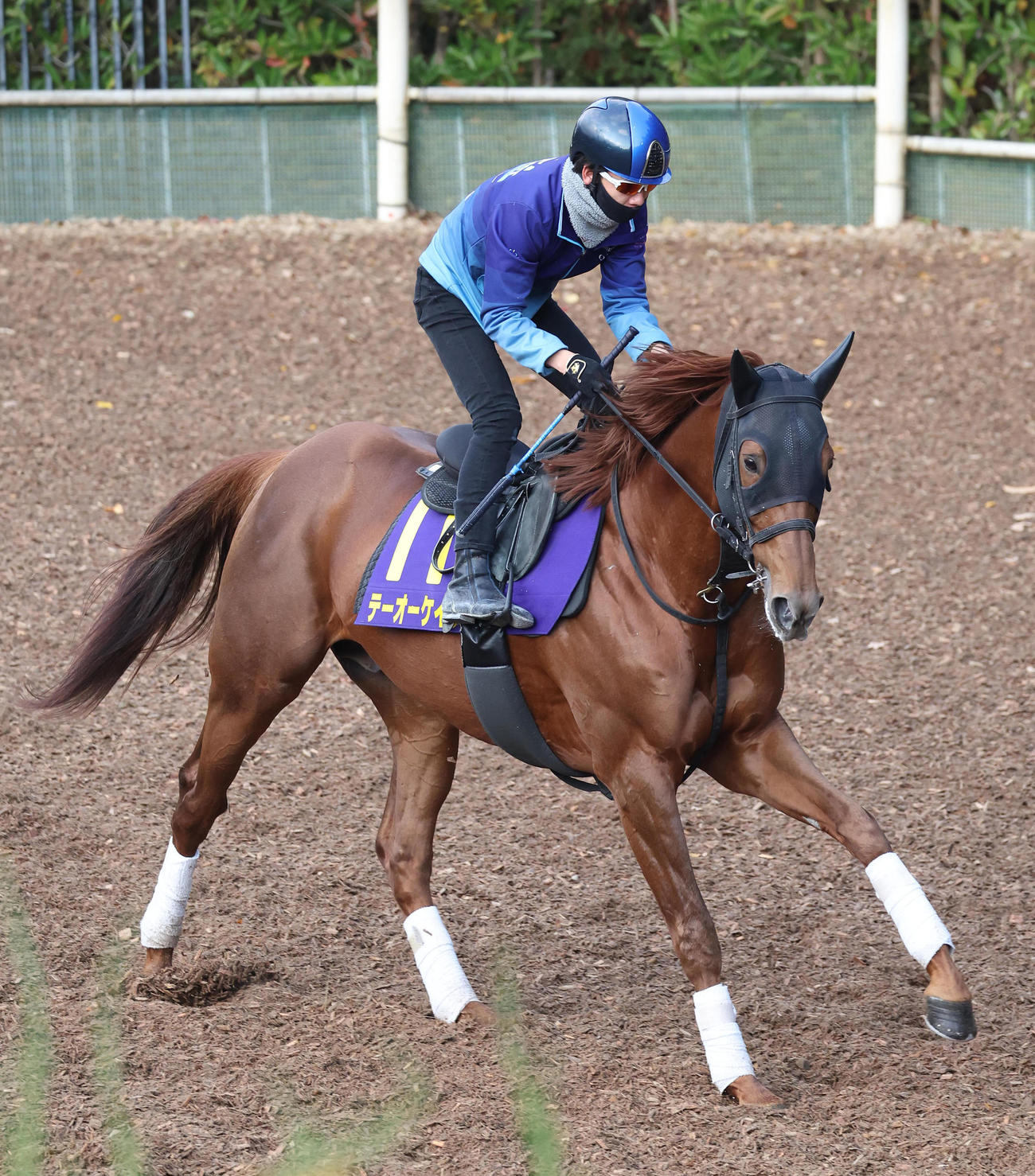 松山騎手を背に坂路でキャンター調整するテーオーケインズ（撮影・白石智彦）