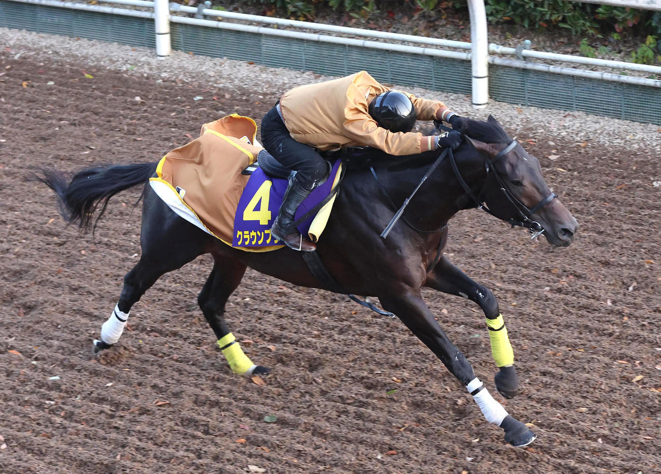 坂路で単走で追い切るクラウンプライド（撮影・白石智彦）