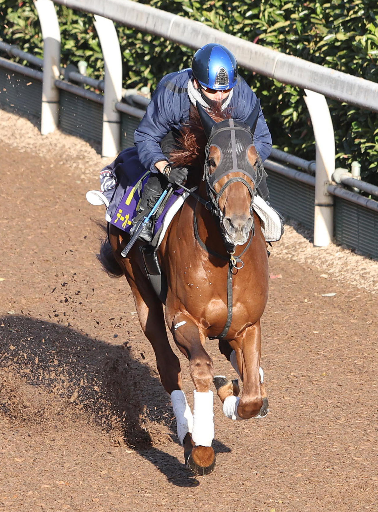 松山騎手を背に坂路で単走で追い切るテーオーケインズ（撮影・白石智彦）