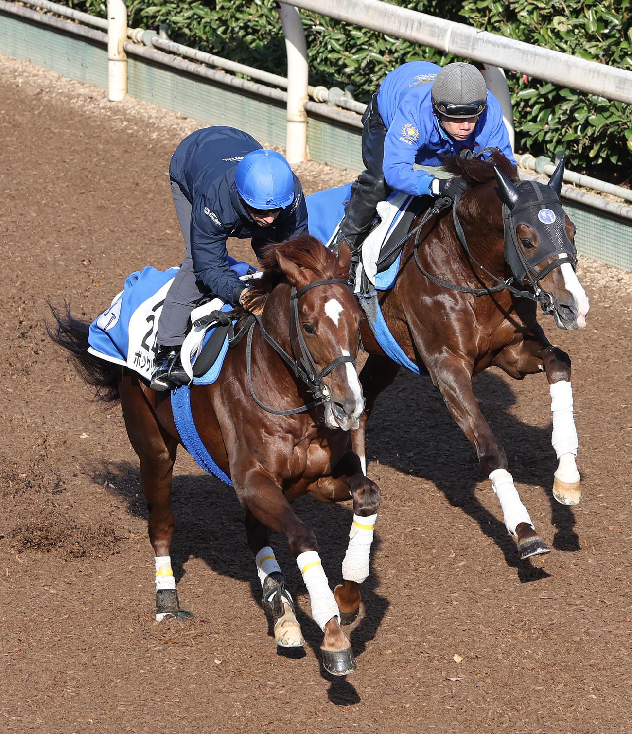 J・モレイラ騎手を背に坂路をヴィヴァン（右）と併せ馬で追い切るボッケリーニ（撮影・白石智彦）